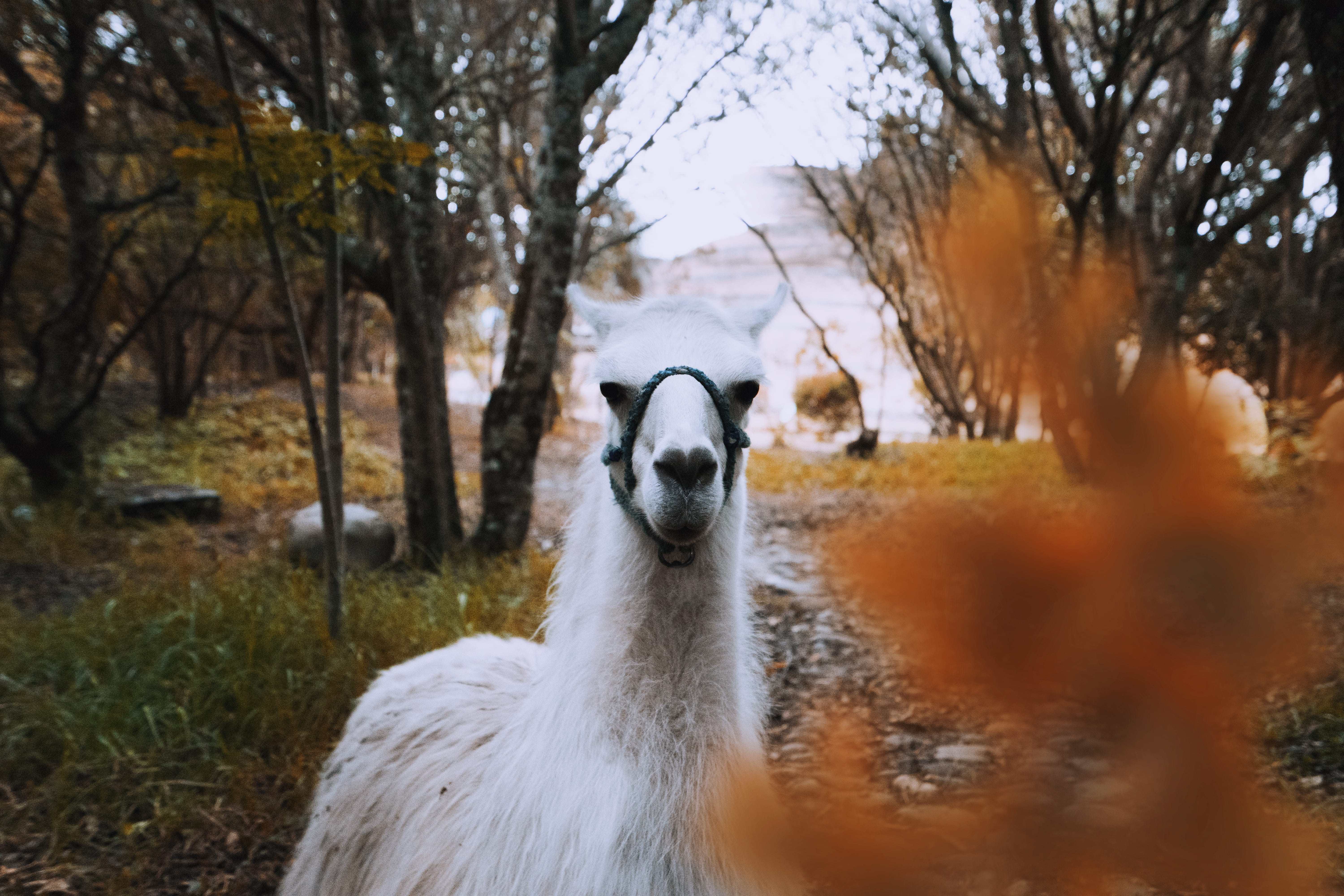 animal head, ecuador, water, alpaca, domestic animals, mammal, animal body part, plant, 5K, human, domestic, white, lake, leaf, llama, cuenca, tree, animal, HD Wallpaper
