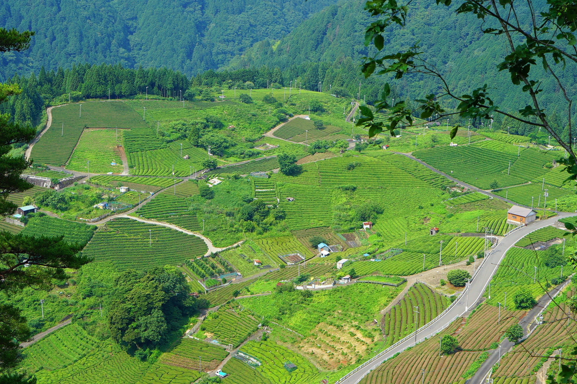 growth, no people, field, beauty in nature, tea plantation, plant, environment, tea, tranquil scene, nature, agriculture, japan, farm, village, view, prefecture side, HD Wallpaper