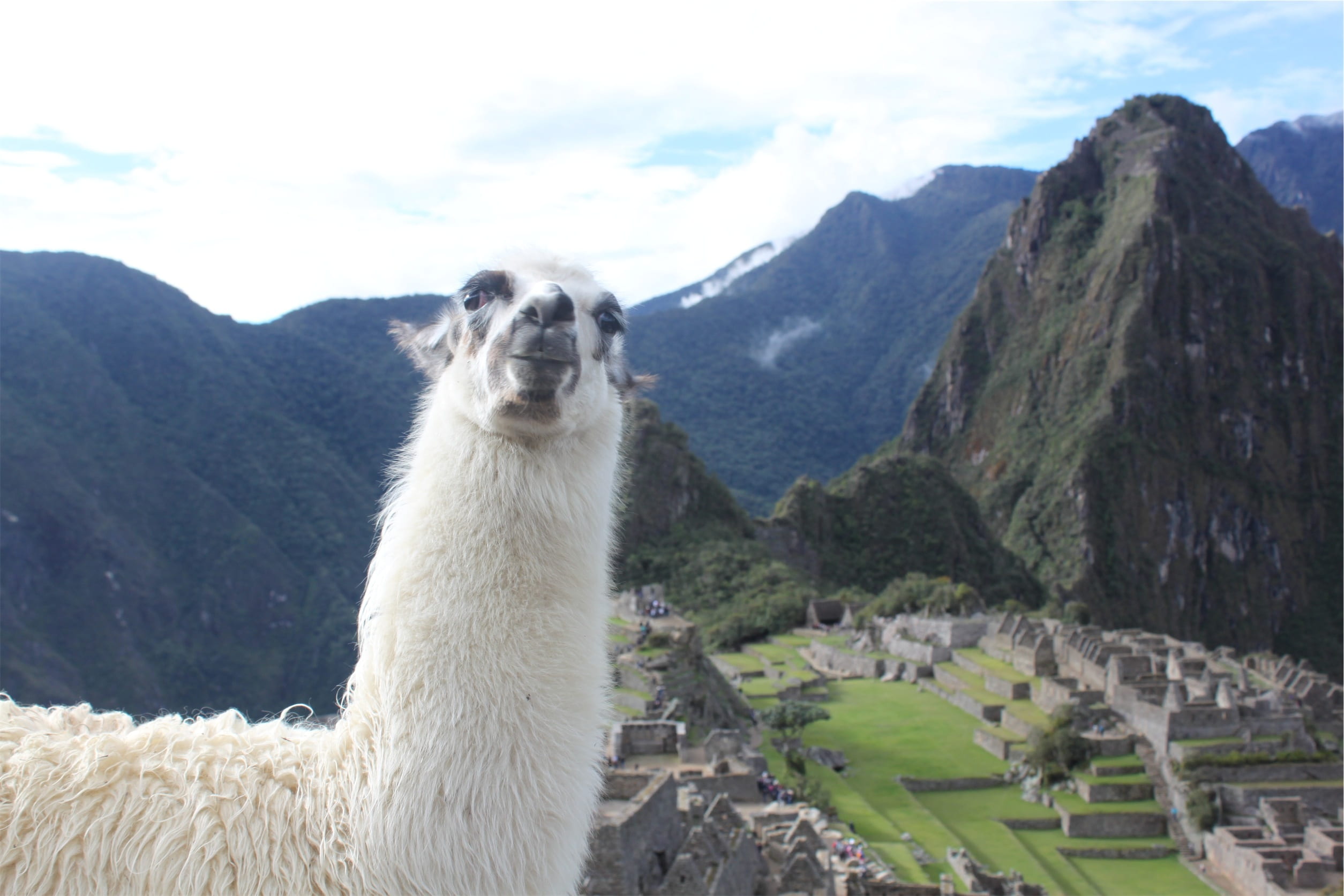 animal, animal themes, background, no people, domestic animals, llama, white, peru, domestic, nature, one animal, mountain, outdoors, landscape, mountains, HD Wallpaper