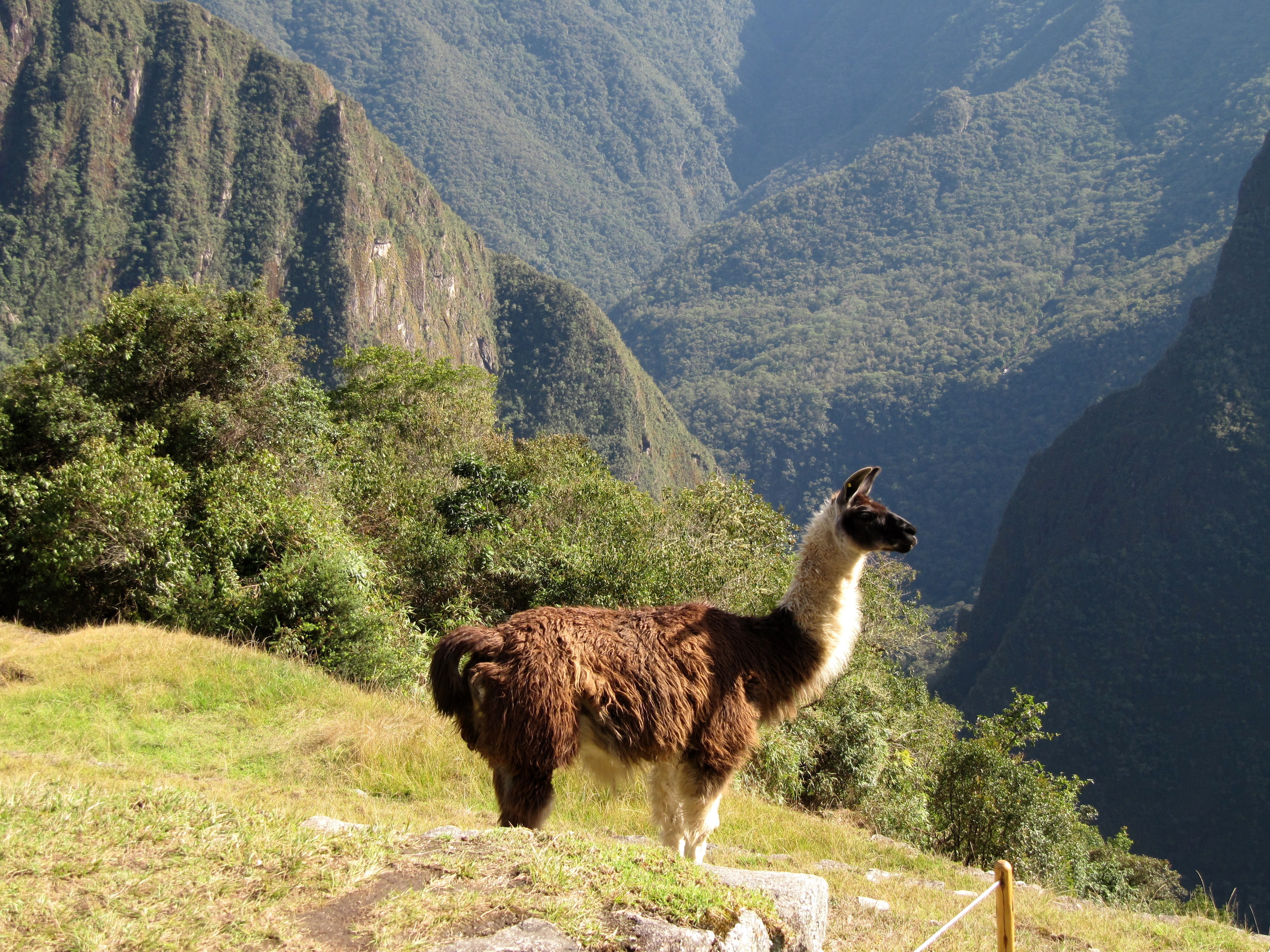 tree, outdoors, day, peru, domestic animals, llama, animal themes, livestock, machu picchu, herbivorous, no people, lama, one animal, beauty in nature, HD Wallpaper