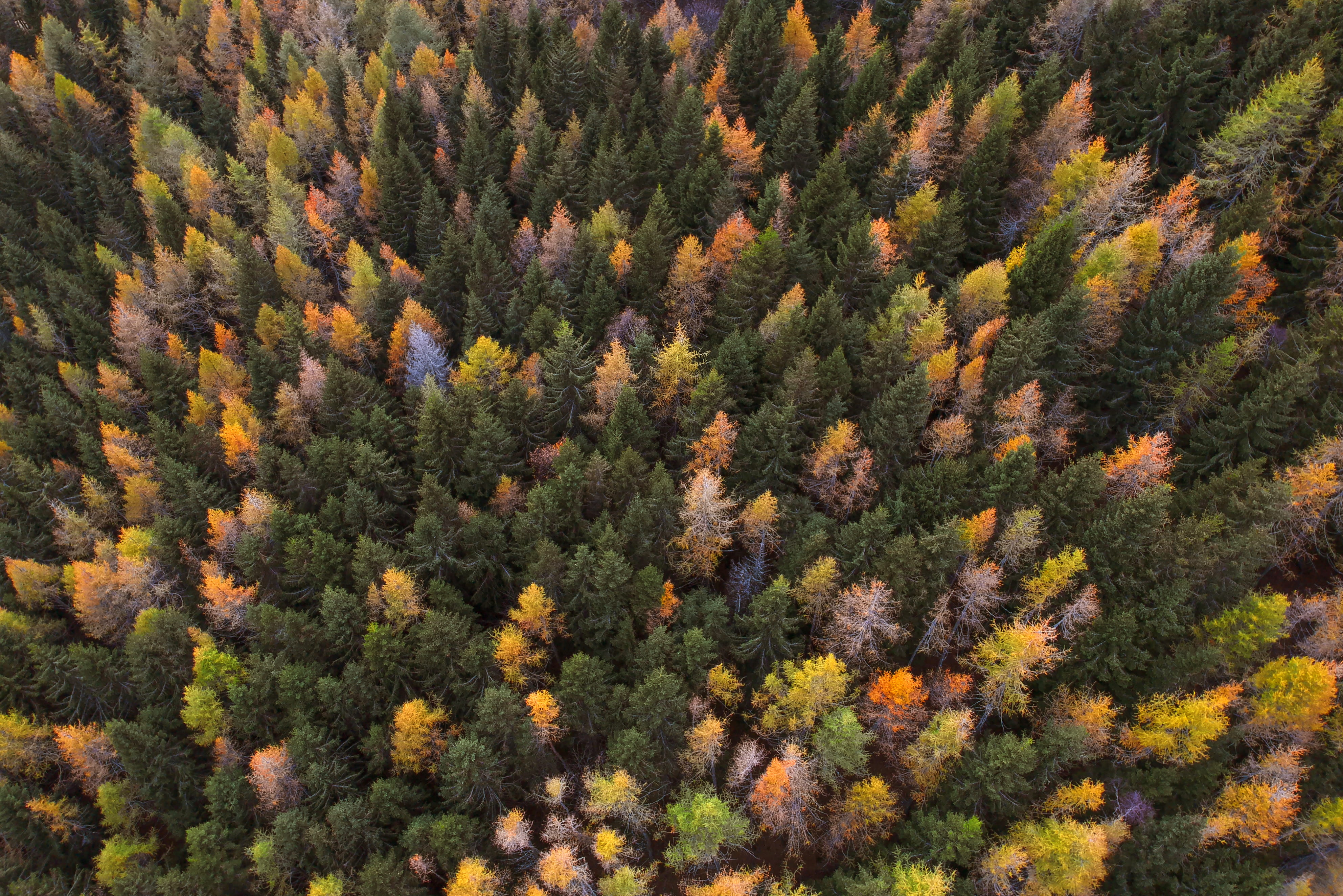 treetop, change, no people, woodland, natural, colour, 4K, wood, orange, outdoors, photo, plant, aerial, autumn, nature, scenics - nature, beauty in nature, HD Wallpaper