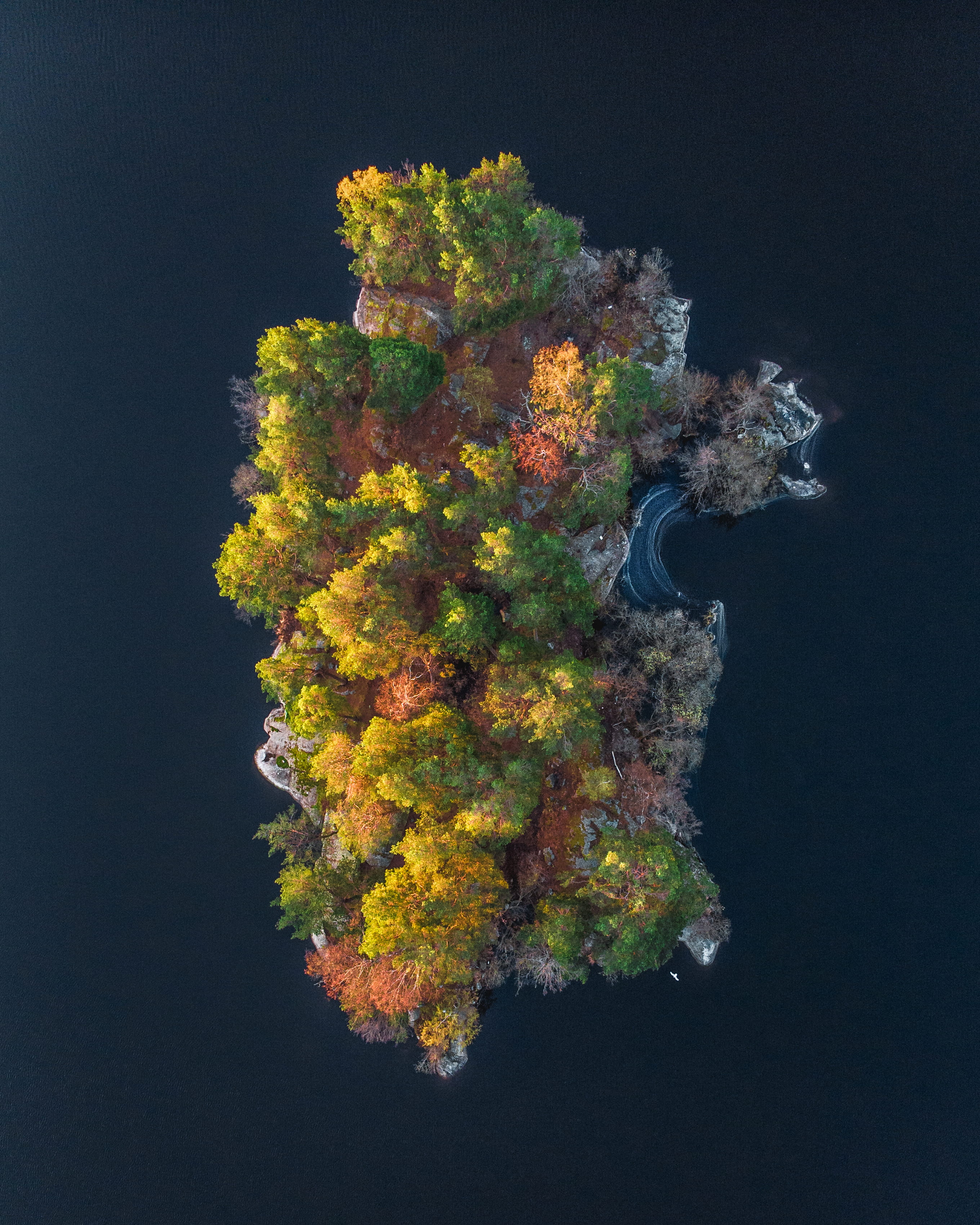 coral, outdoors, 2K, nature, animal themes, undersea, daytime, animals in the wild, tree, one animal, underwater, ocean, photo, drone view, Phone HD Wallpaper