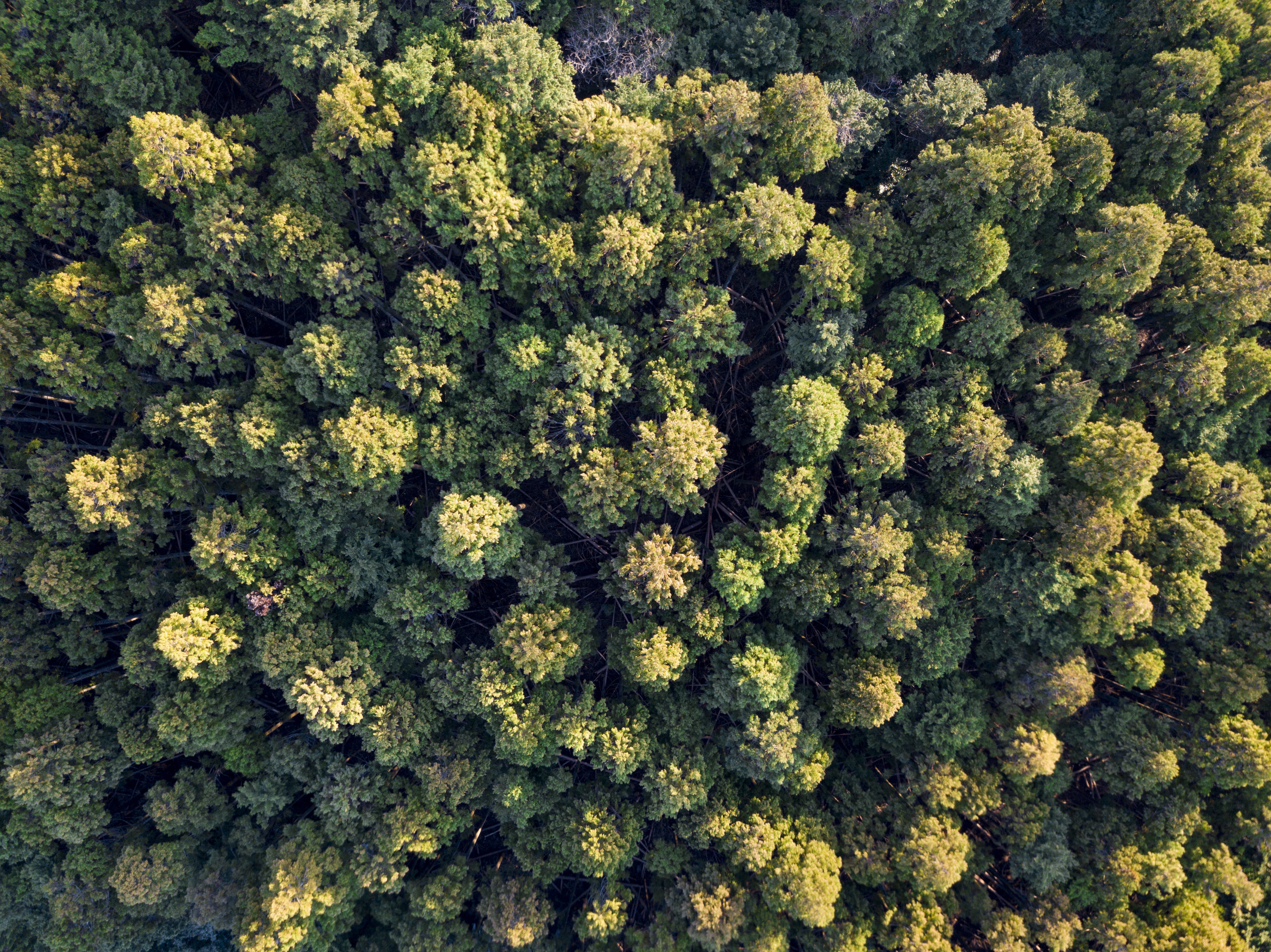 aerial view, broccoli, taken, day, abundance, daytime, photography, growth, high angle view, trees, 4K, eye, green color, food, no people, healthy eating, HD Wallpaper