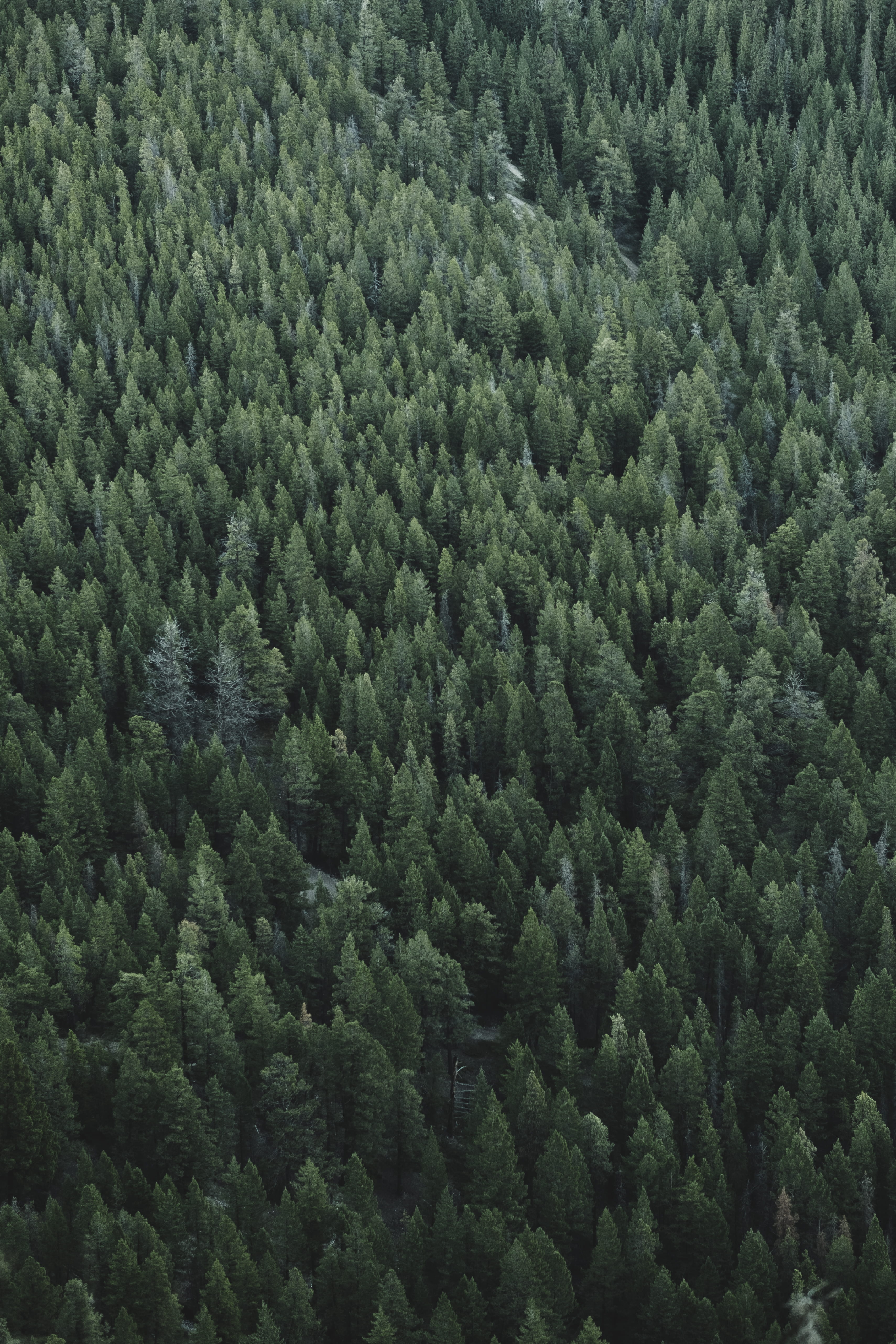 view, no people, nature, tranquility, backgrounds, lot, birds, day, high angle view, green color, foliage, looking down, full frame, land, green, pine wood, Phone HD Wallpaper