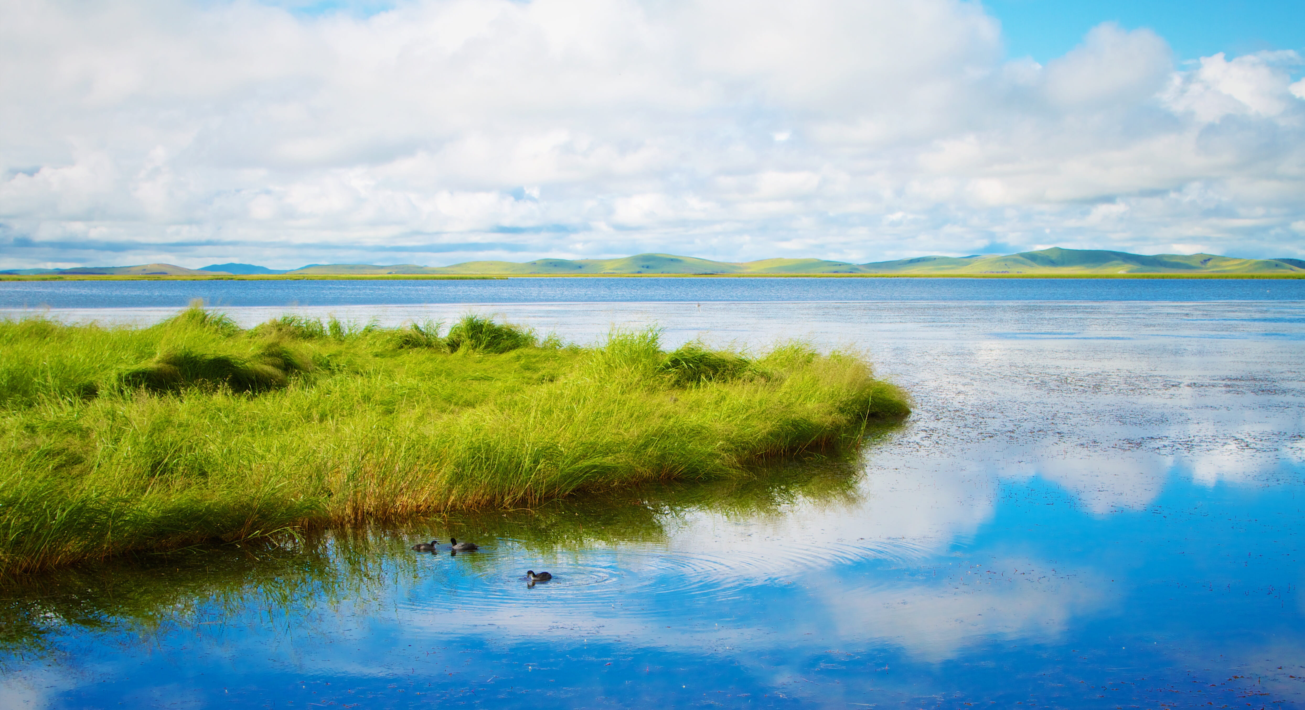 landscapes, blue, grass, scenics, sky, field, nature, summer, body, bird, tranquility, animals in the wild, plant, swamp, environment, green Color, green, HD Wallpaper