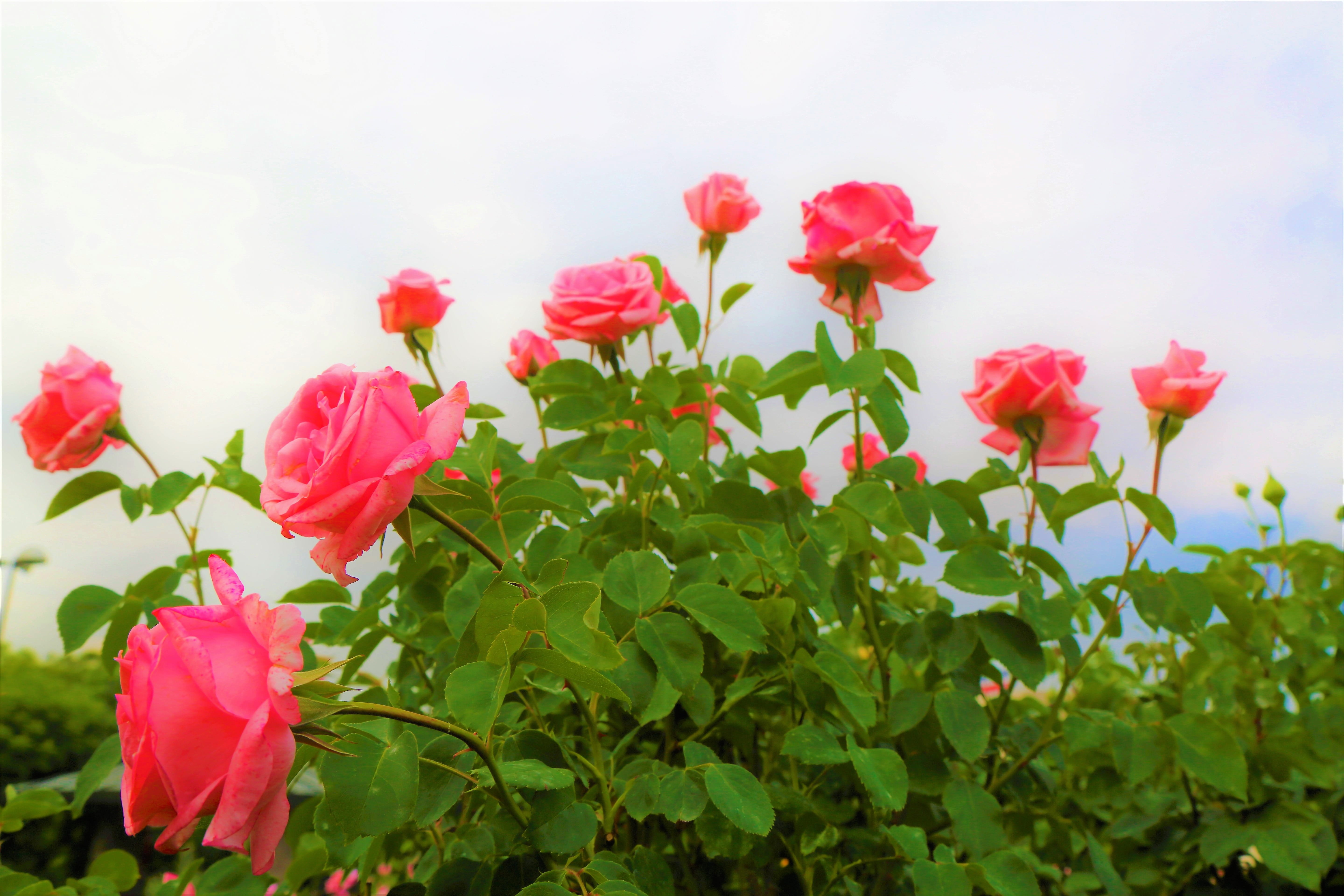 fragility, petal, leaf, flowerbed, environmental, rose, romantic, flower head, inflorescence, no people, 5K, love, vulnerability, nature, leaves, rose - flower, HD Wallpaper