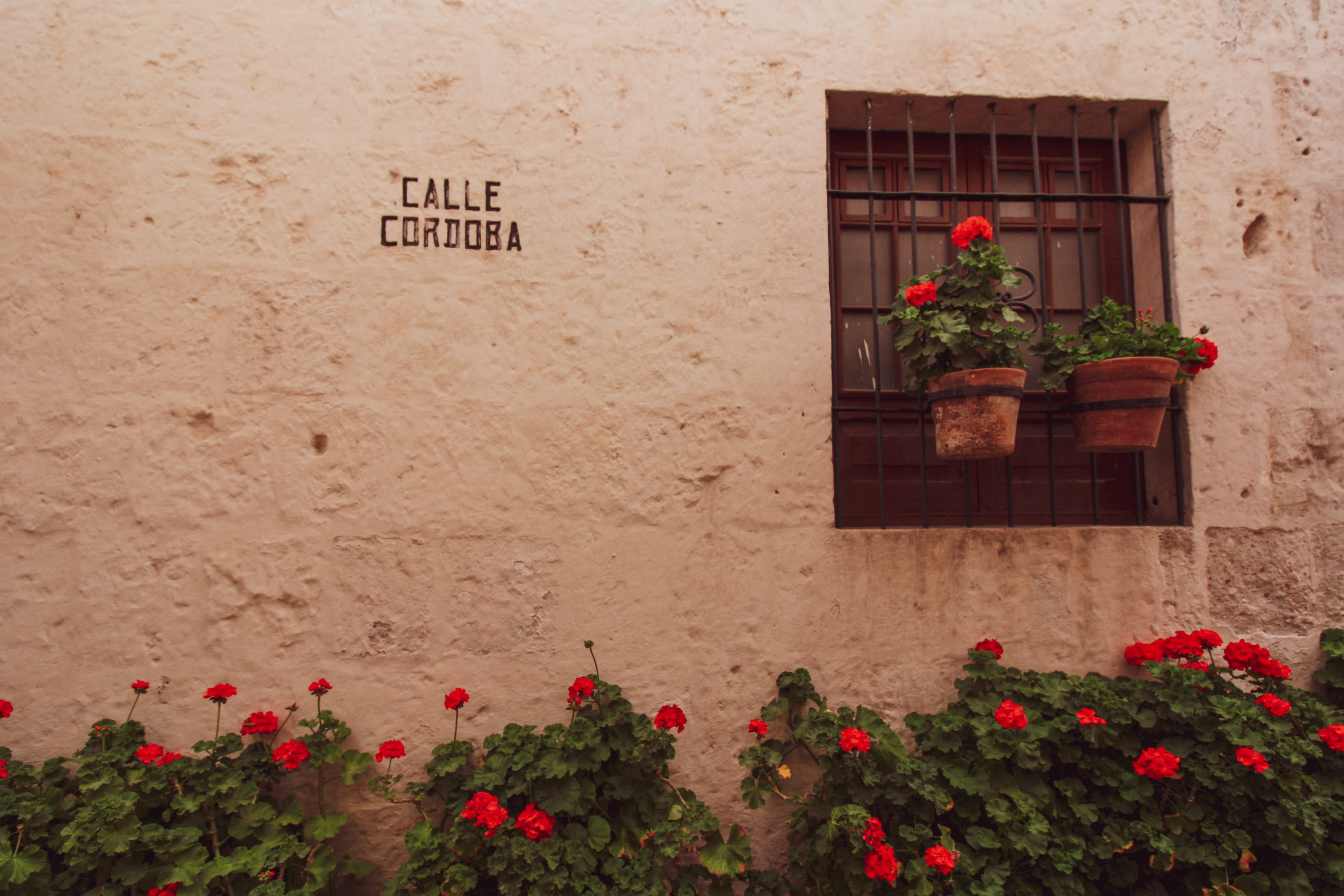 building, nature, no people, flowering plant, built structure, western script, growth, flower pot, freshness, 4K, santa çatalina, calle cordoba, plant, HD Wallpaper