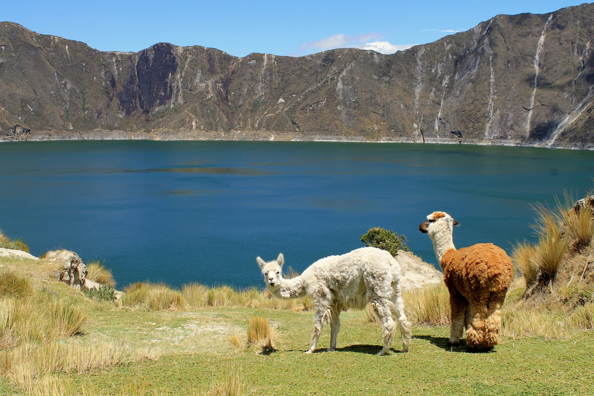 no people, environment, ecuador, water, mountain, animal themes, fluffy, animals in the wild, grass, america, herbivorous, south, land, mountain range, HD Wallpaper