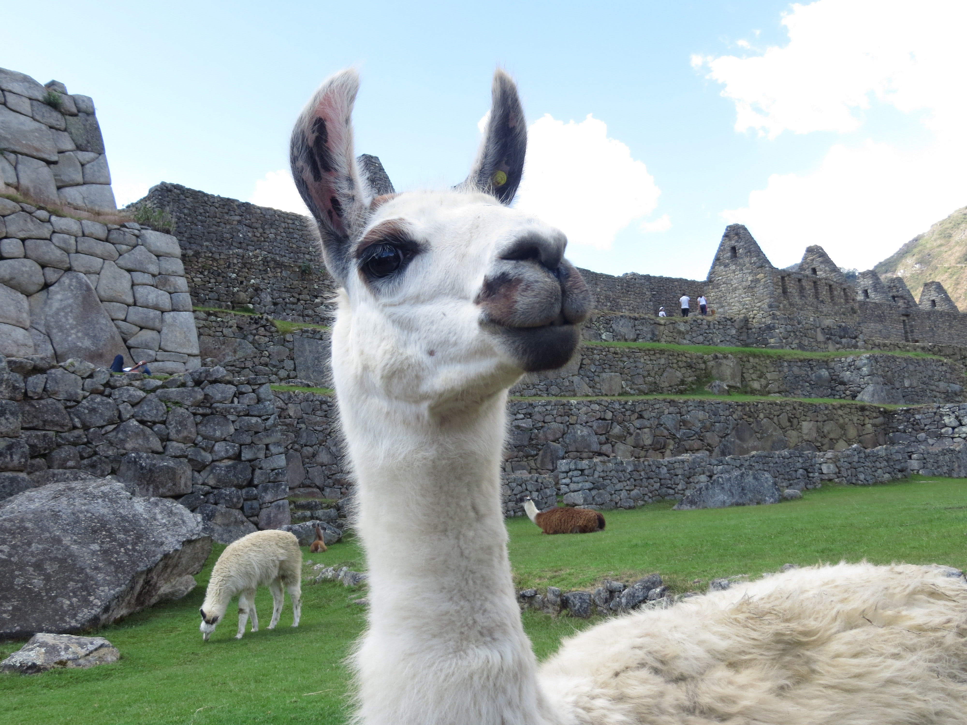 one animal, day, inca, vertebrate, macchu, tintin, ancient civilization, nature, temple, mammal, sky, livestock, herbivorous, picchu, angry, travel, south, HD Wallpaper
