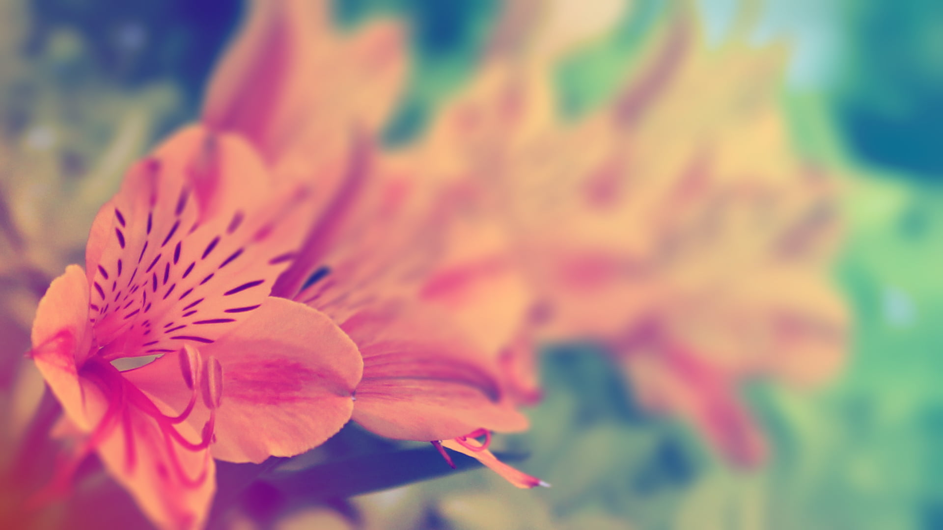 single Flower, outdoors, flower Head, petaled, formal Garden, selective, photography, focus, flower, color Image, flowering plant, pink Color, flowers, HD Wallpaper