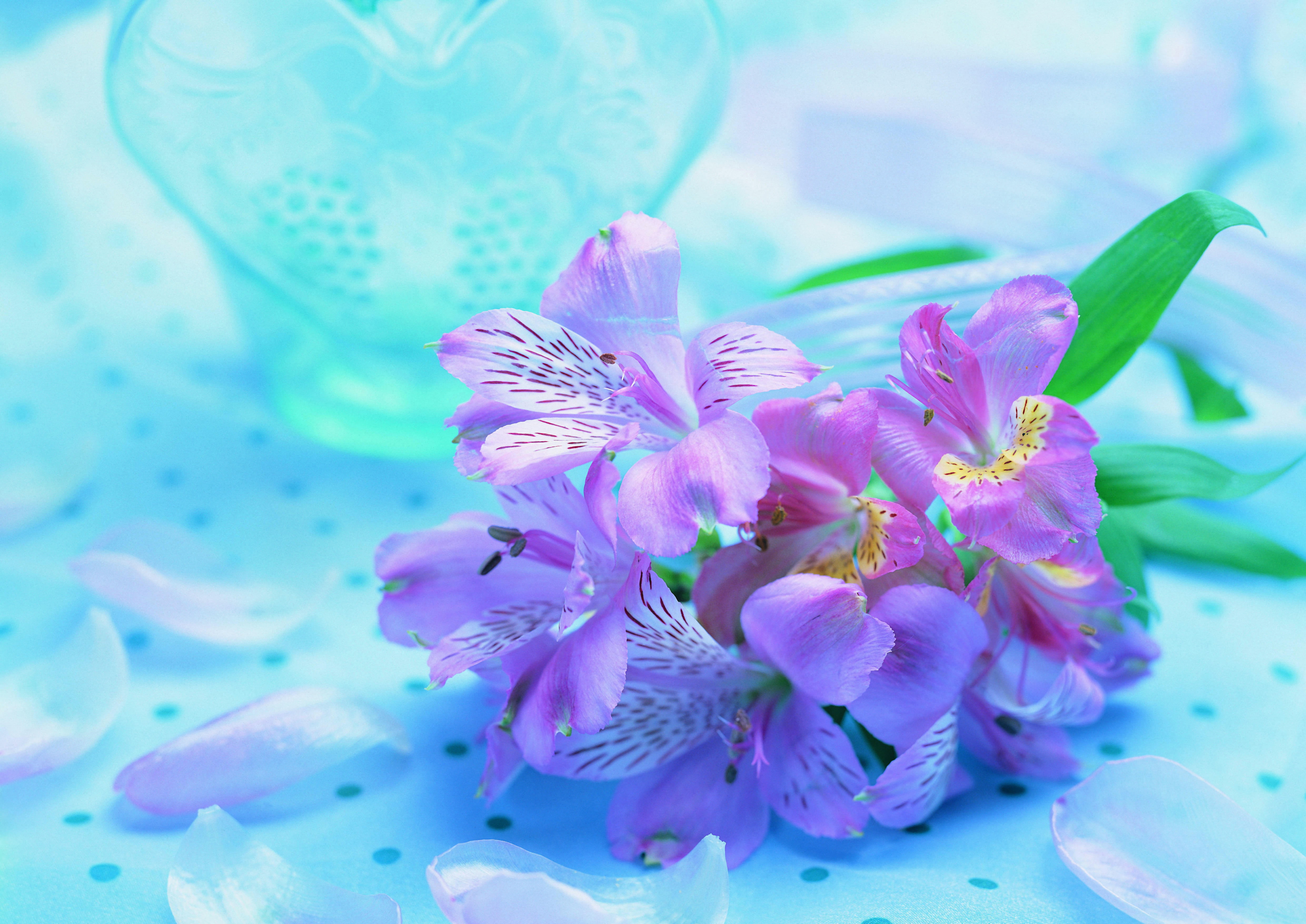 no People, softness, decoration, backgrounds, springtime, bouquet, plant, turquoise colored, water, pink Color, orchid, close-up, summer, indoors, petal, HD Wallpaper