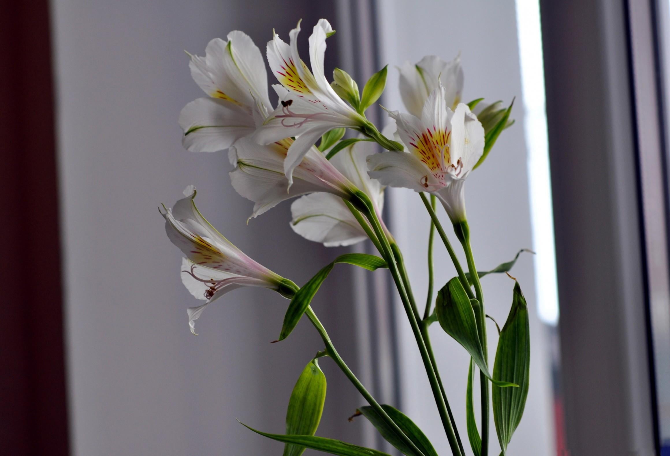 flower, plant, decoration, inflorescence, purity, blossom, window, vulnerability, white, close-up, fragility, flowers, white color, bouquet, yellow, peruvian, HD Wallpaper