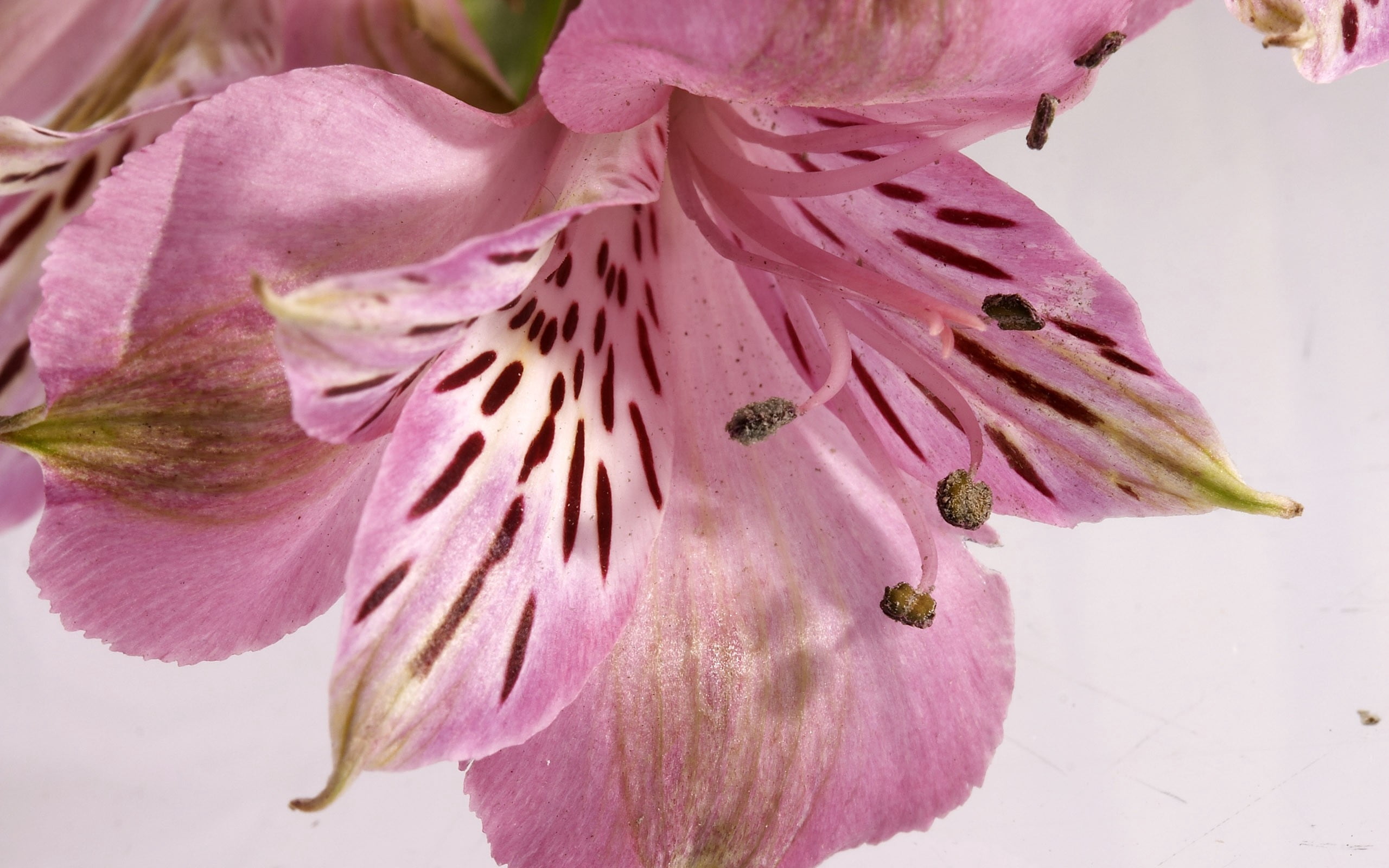 nature, springtime, day, vulnerability, summer, pink Color, plant, single Flower, stamen, pink, lily, pollen, petals, peruvian, flower Head, fragility, HD Wallpaper