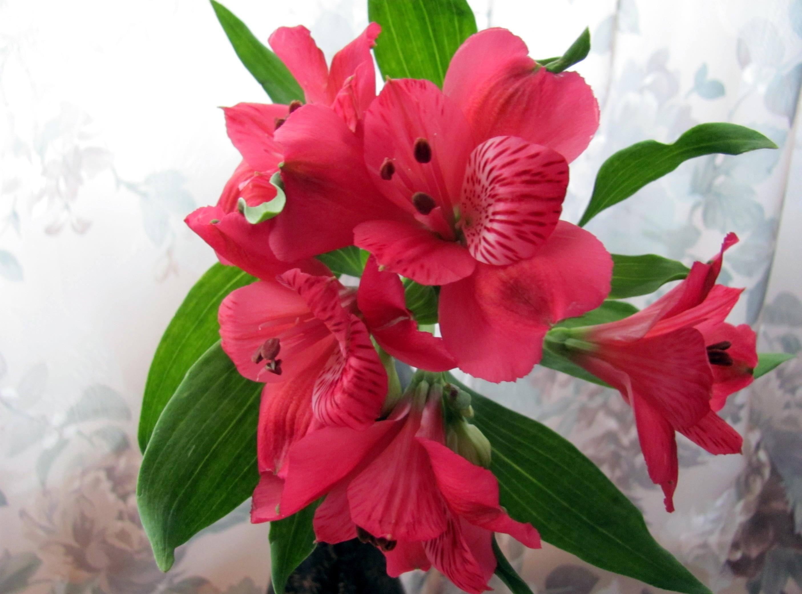 multi Colored, close-up, blossom, summer, pollen, backgrounds, alstroemeria, single Flower, green Color, petal, growth, macro, pink Color, flower, 2K, HD Wallpaper