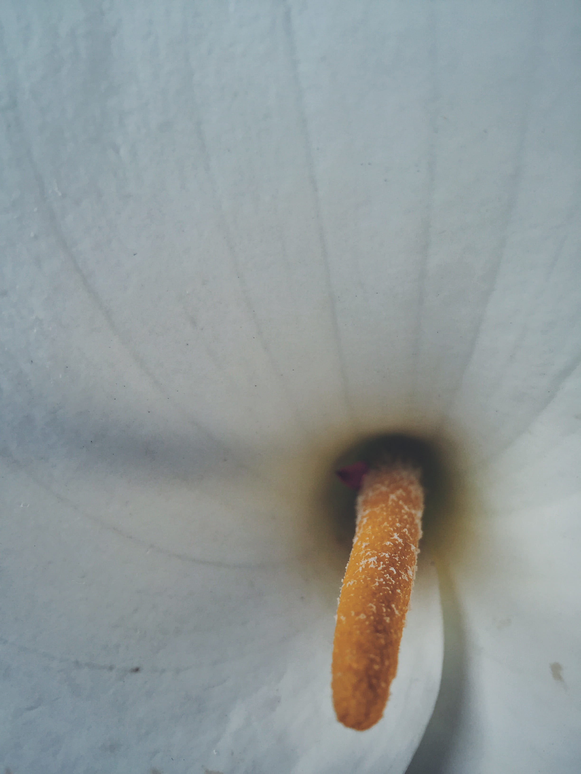 food and drink, snack, nature, 2K, orange color, close-up, indoors, food, beauty in nature, freshness, flower head, fragility, stamen, color, perú, flower, Phone HD Wallpaper