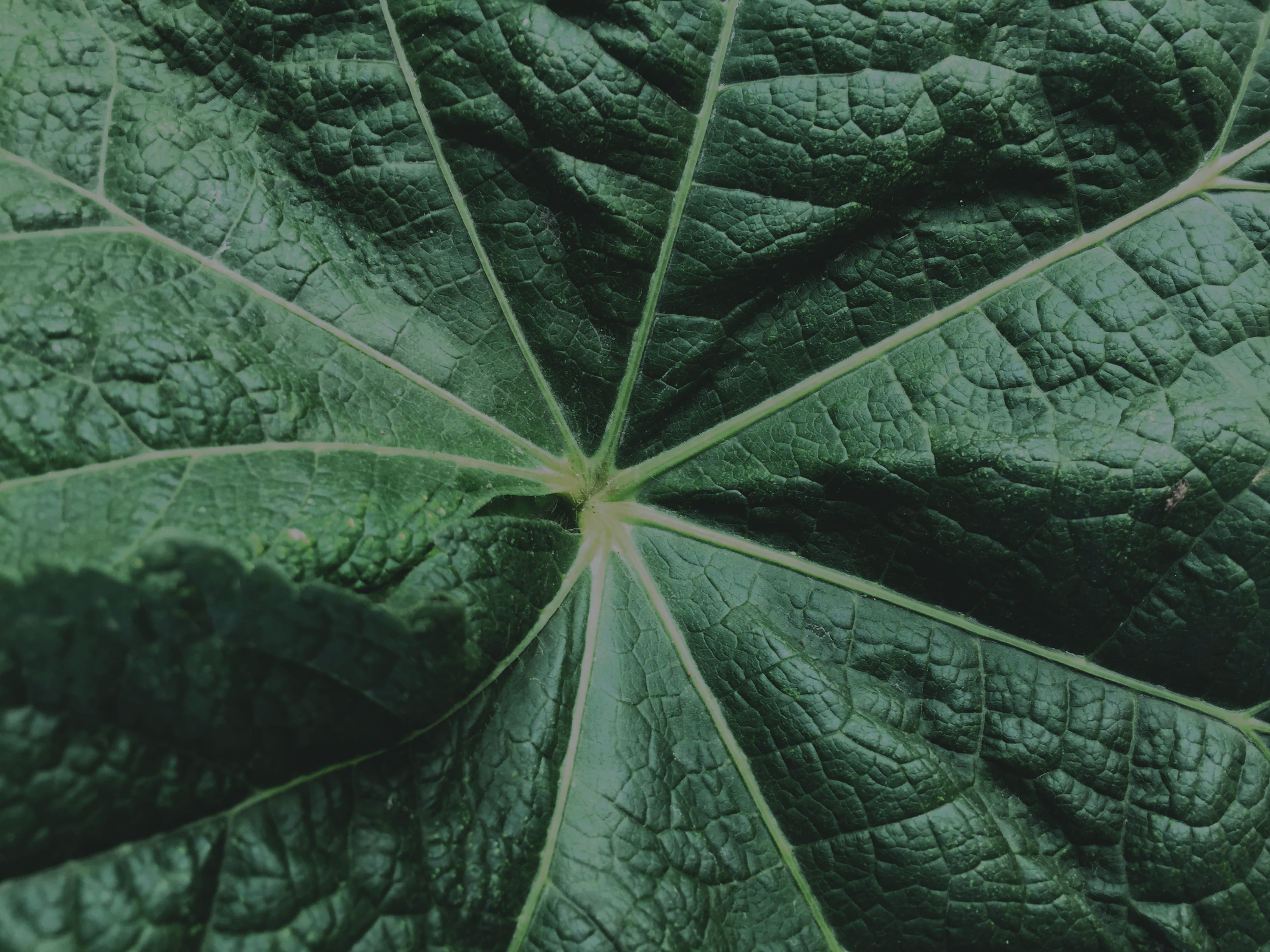 botany, color, ollantaytambo, no people, nature, natural pattern, tree, high angle view, green, green color, leaf vein, full frame, contrast, 2K, freshness, HD Wallpaper