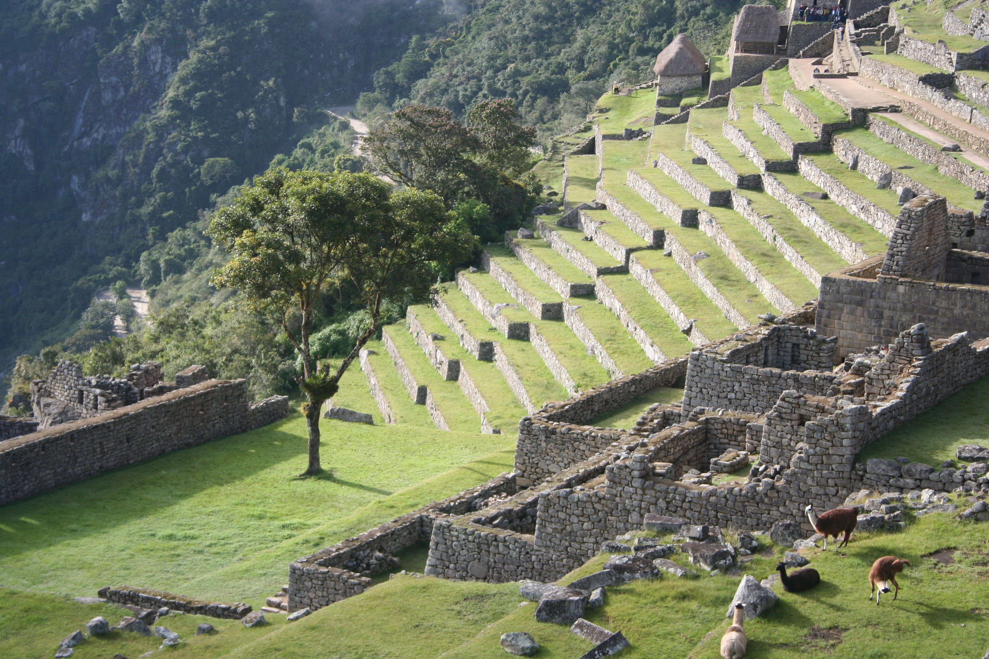 tree, ruined, the past, outdoors, nature, no people, architecture, Inca, built structure, old ruin, tourism, ancient civilization, Machu Picchu, staircase, HD Wallpaper