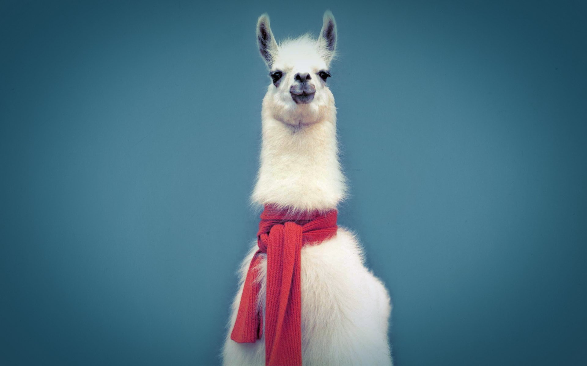 llama, 1080P, HD Wallpaper