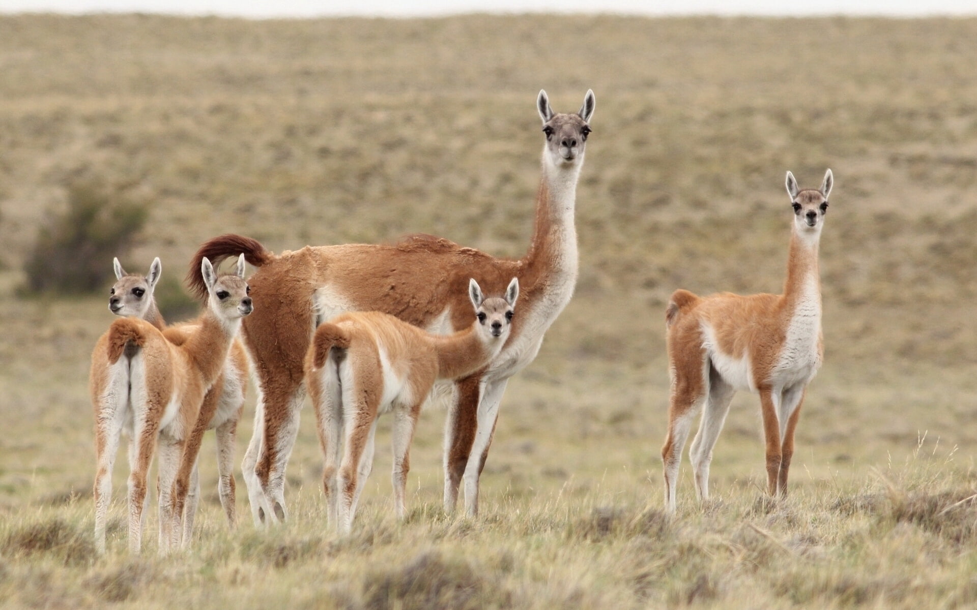 1080P, family, llama, HD Wallpaper