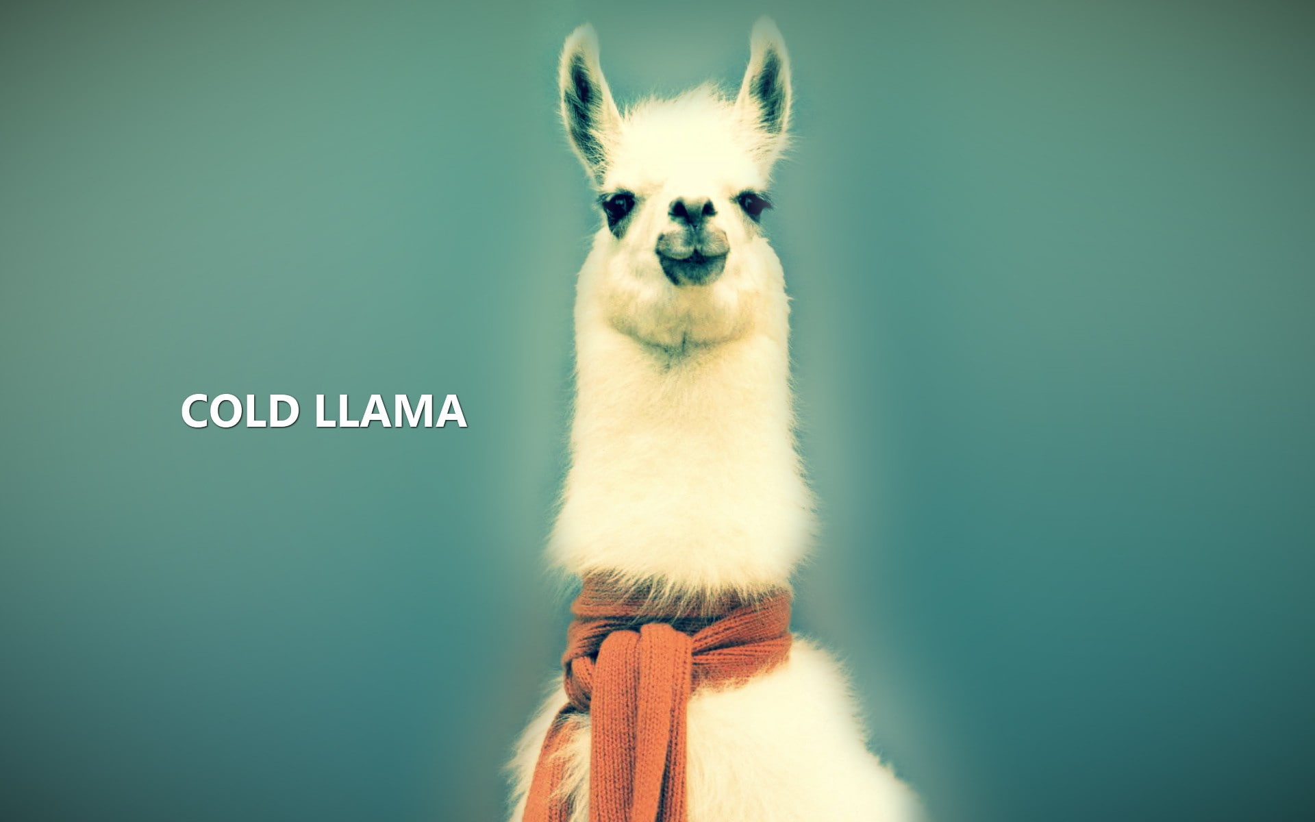 llama, cold, 1080P, HD Wallpaper