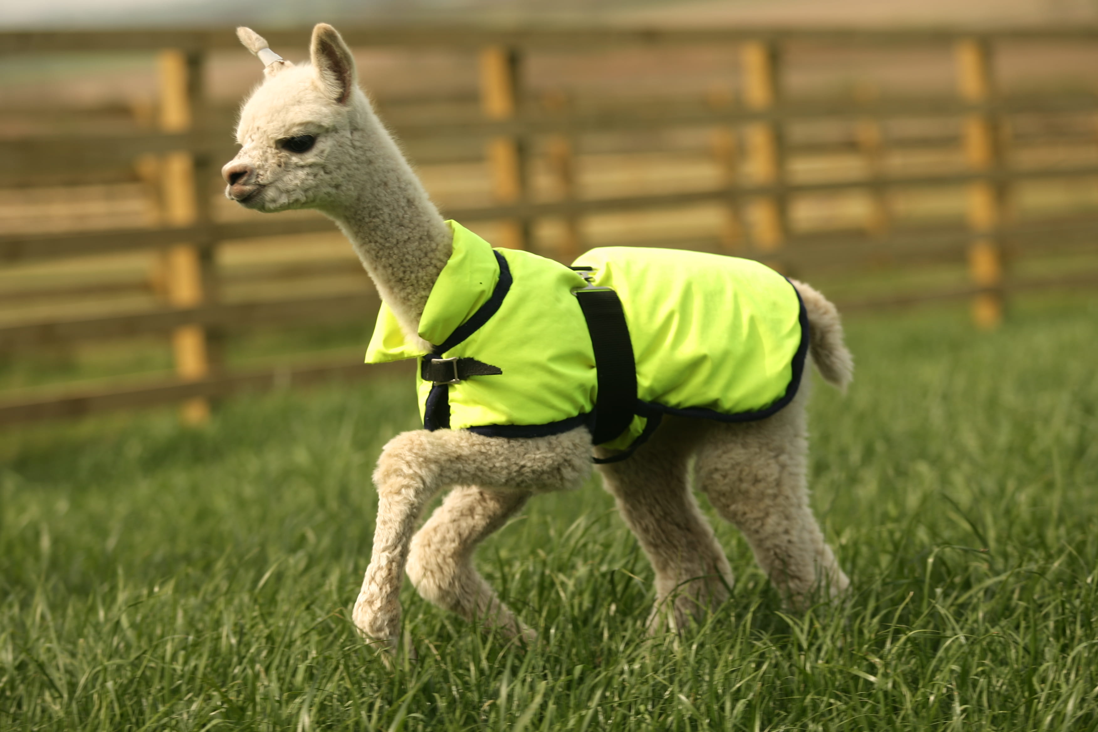 outdoors, herbivorous, old, standing, one animal, land, pets, plant, llama, nature, domestic, no people, animal themes, vertebrate, cria, baby, pet, livestock, HD Wallpaper