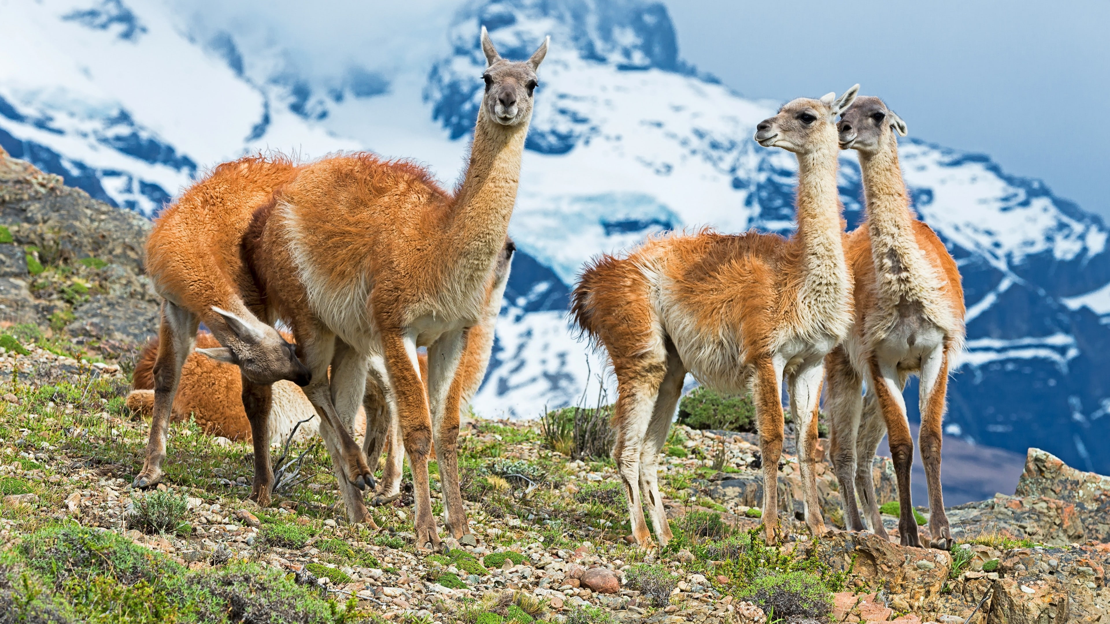 guanaco, lama guanicoe, llama, mammal, wildlife, 4K, mountains, HD Wallpaper