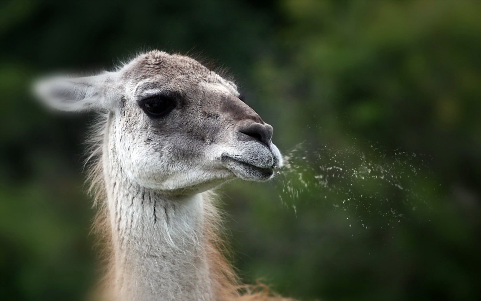 animal Head, animals And Pets, brown, llama, mammal, zoology, animal, focus on foreground, domestic animals, domestic, animal themes, animal wildlife, no people, HD Wallpaper