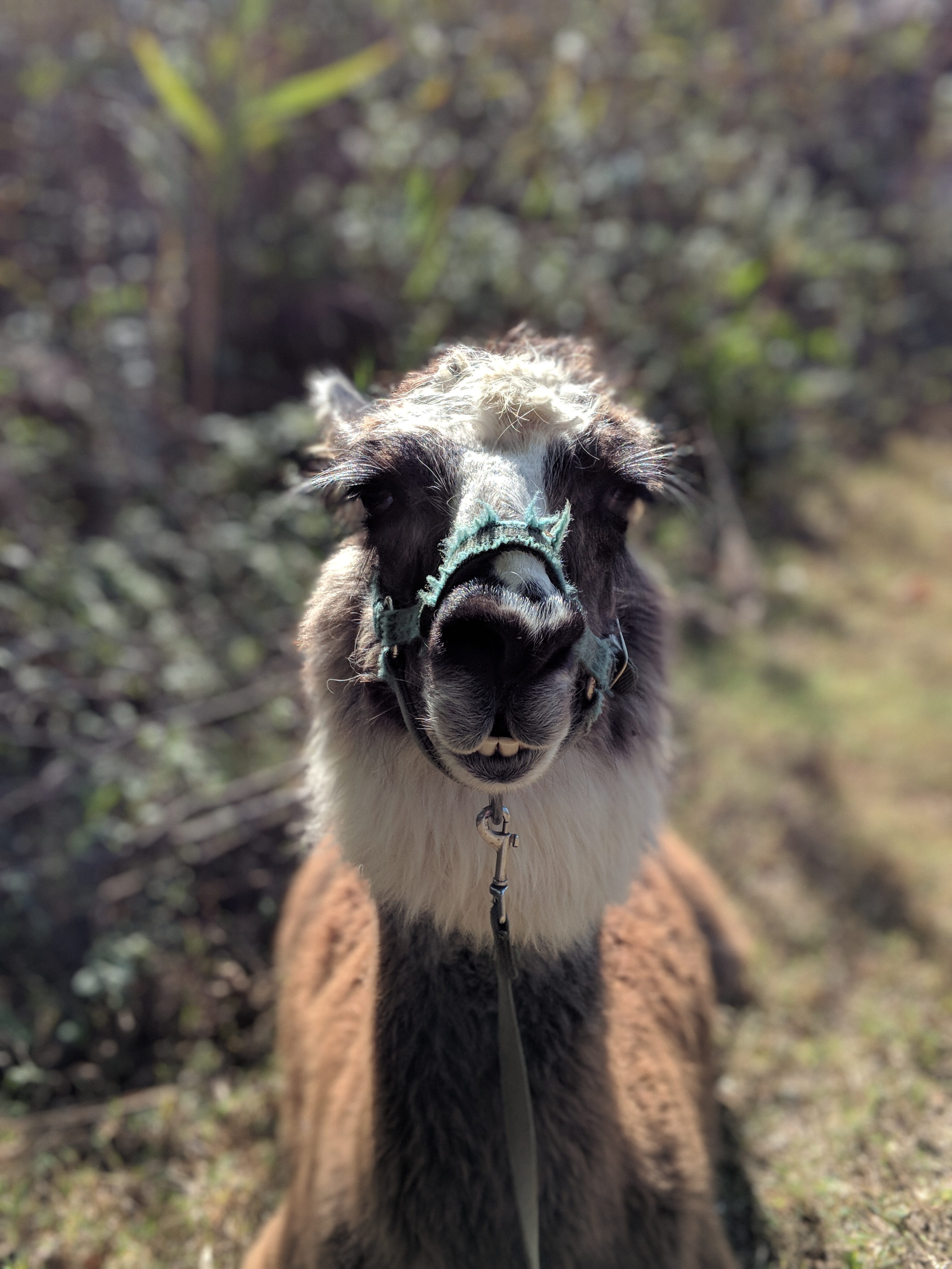 herbivorous, one animal, pets, livestock, domestic animals, mammal, close-up, no people, field, animal, wild, 4K, looking at camera, nature, llama, focus on foreground, Phone HD Wallpaper