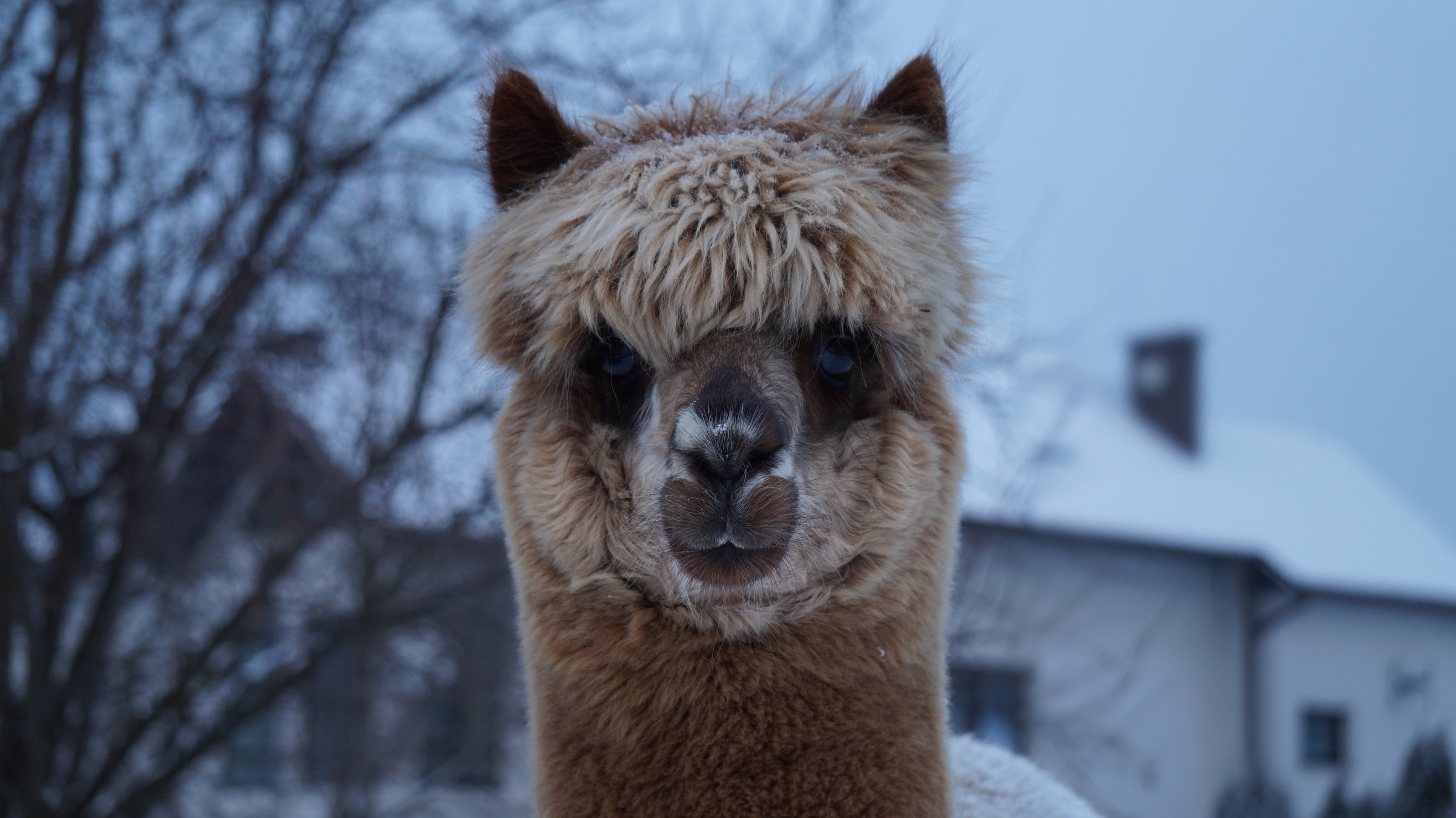 look, outdoors, llama, focus on foreground, animal themes, portrait, one Animal, animal body part, nature, no people, wildlife, animals And Pets, muzzle, HD Wallpaper