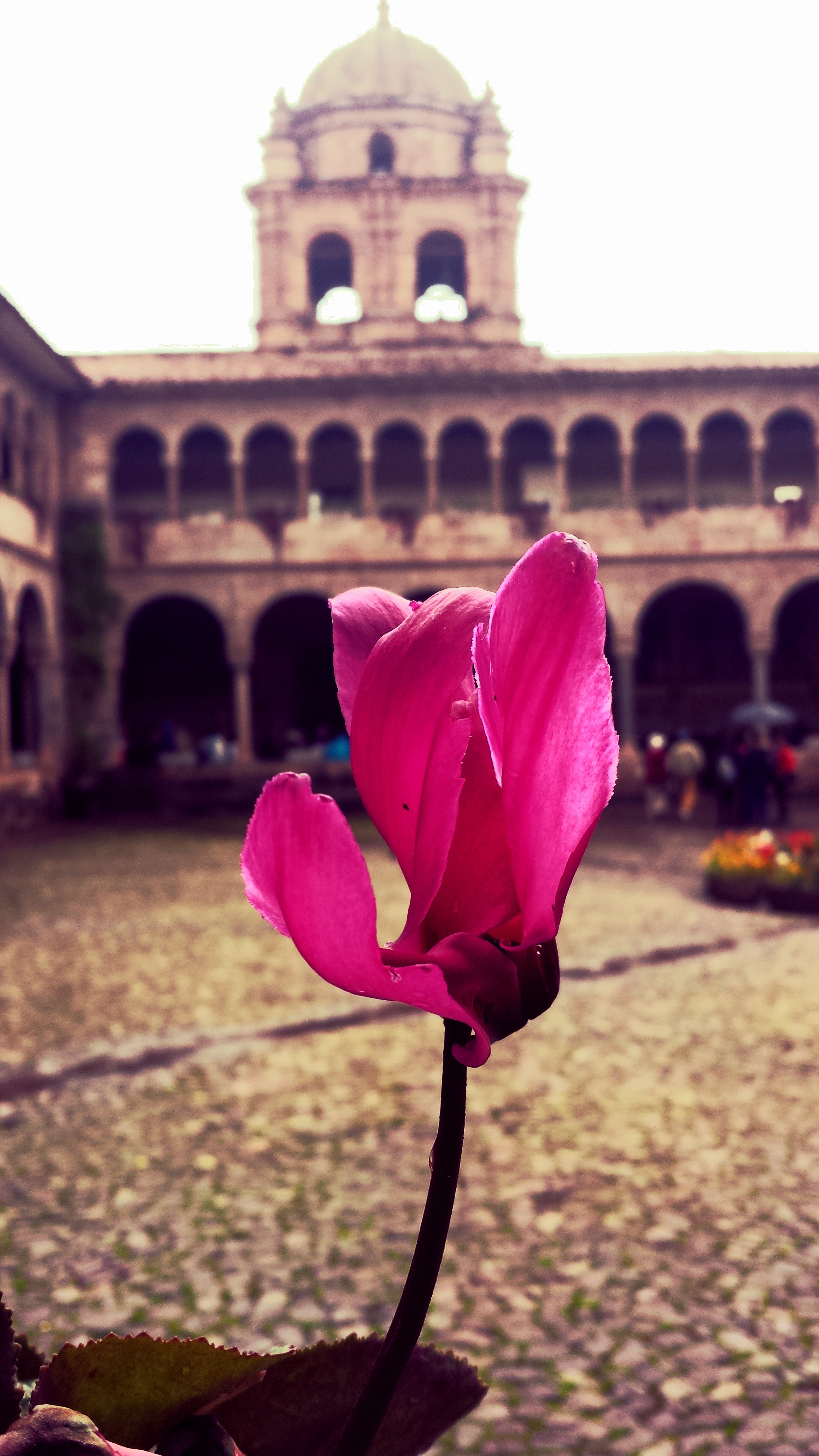 petal, pink color, built structure, outdoors, history, sacred, archeology, temple of the sun, city, coricancha, fragility, nature, ruins, building, cuzco, Phone HD Wallpaper
