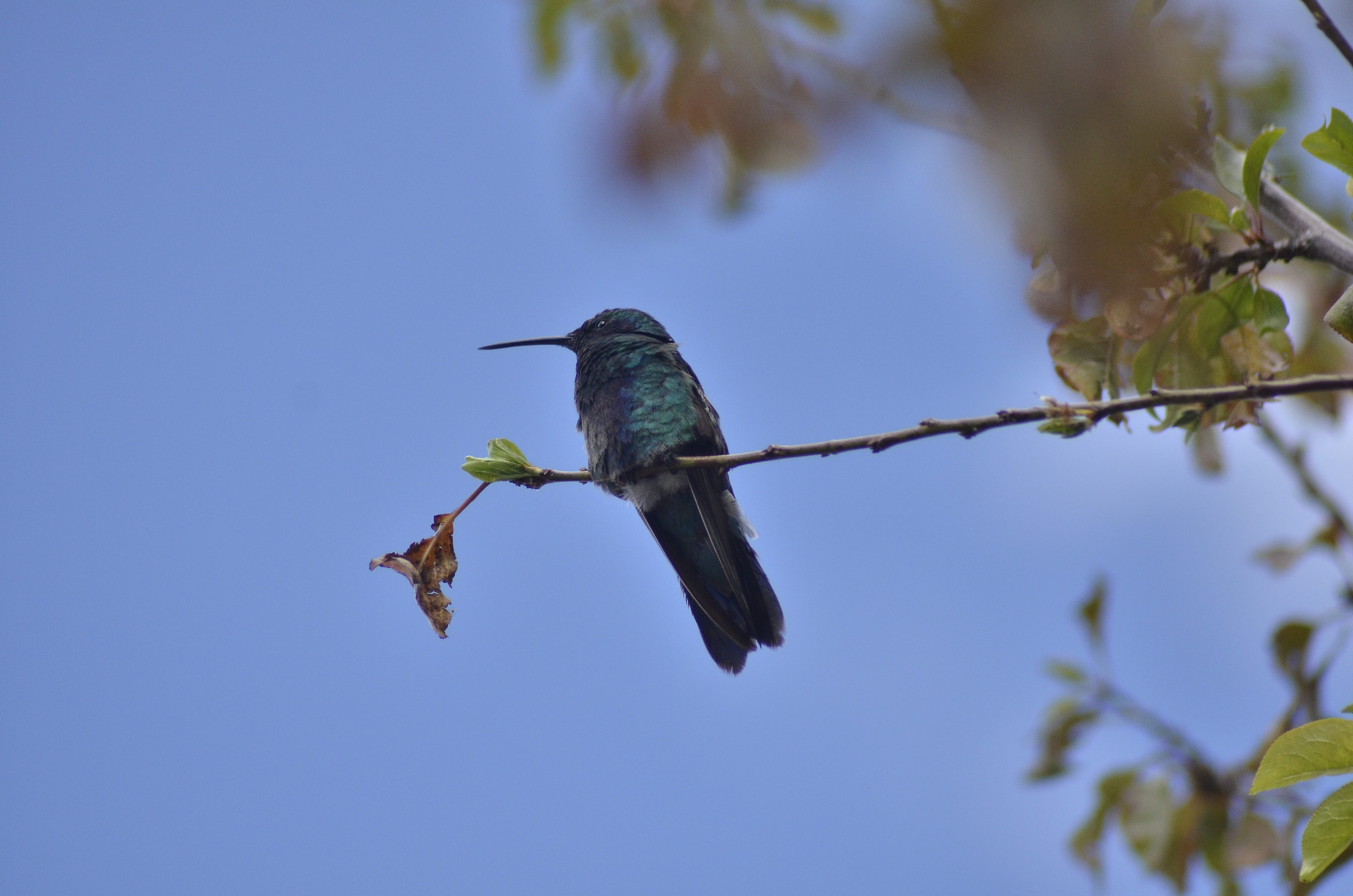 4K, bird, no people, animal themes, branch, nature, beauty in nature, flying, outdoors, tree, beak, blue, animal wildlife, low angle view, sky, cuzco, HD Wallpaper