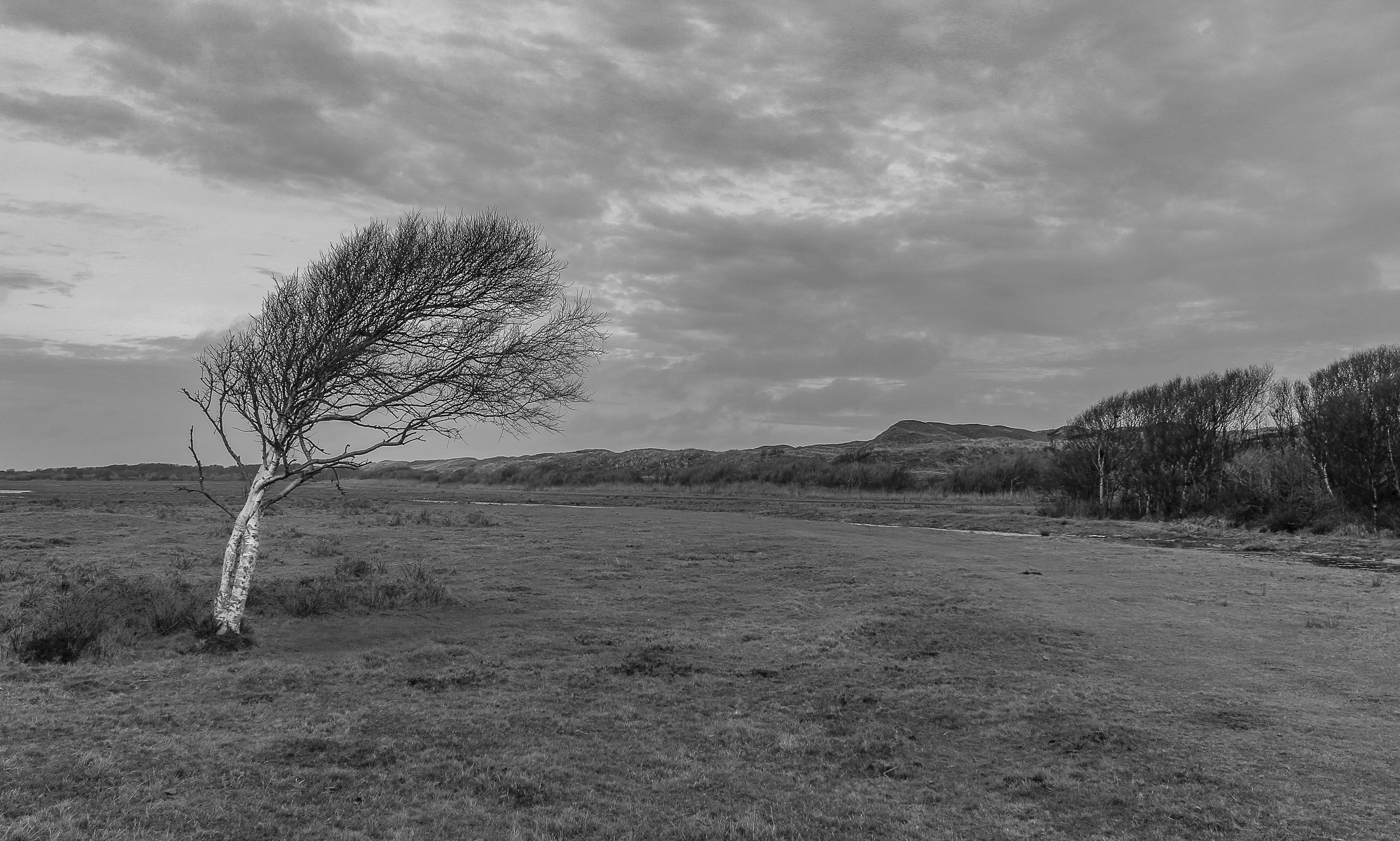 field, den hoorn, tree, netherlands, sky, de muy, muy, 4K, texel, tranquil scene, non-urban scene, scenics - nature, beauty in nature, environment, isolated, HD Wallpaper
