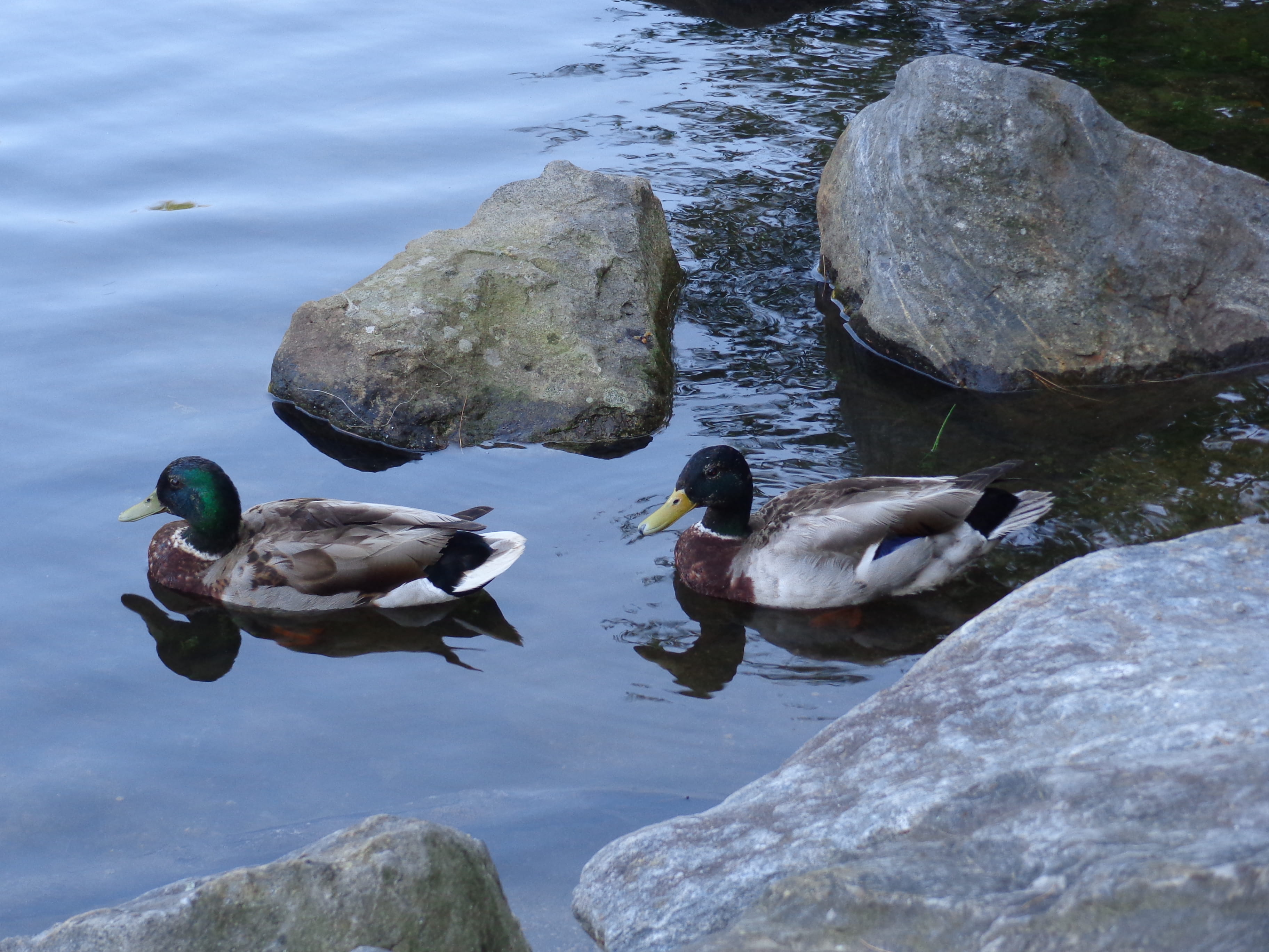 mallard, ducks, agua, water, day, group of animals, bird, naturaleza, no people, animal, piedras, vertebrate, rocks, lake, outdoors, high angle view, nature, HD Wallpaper