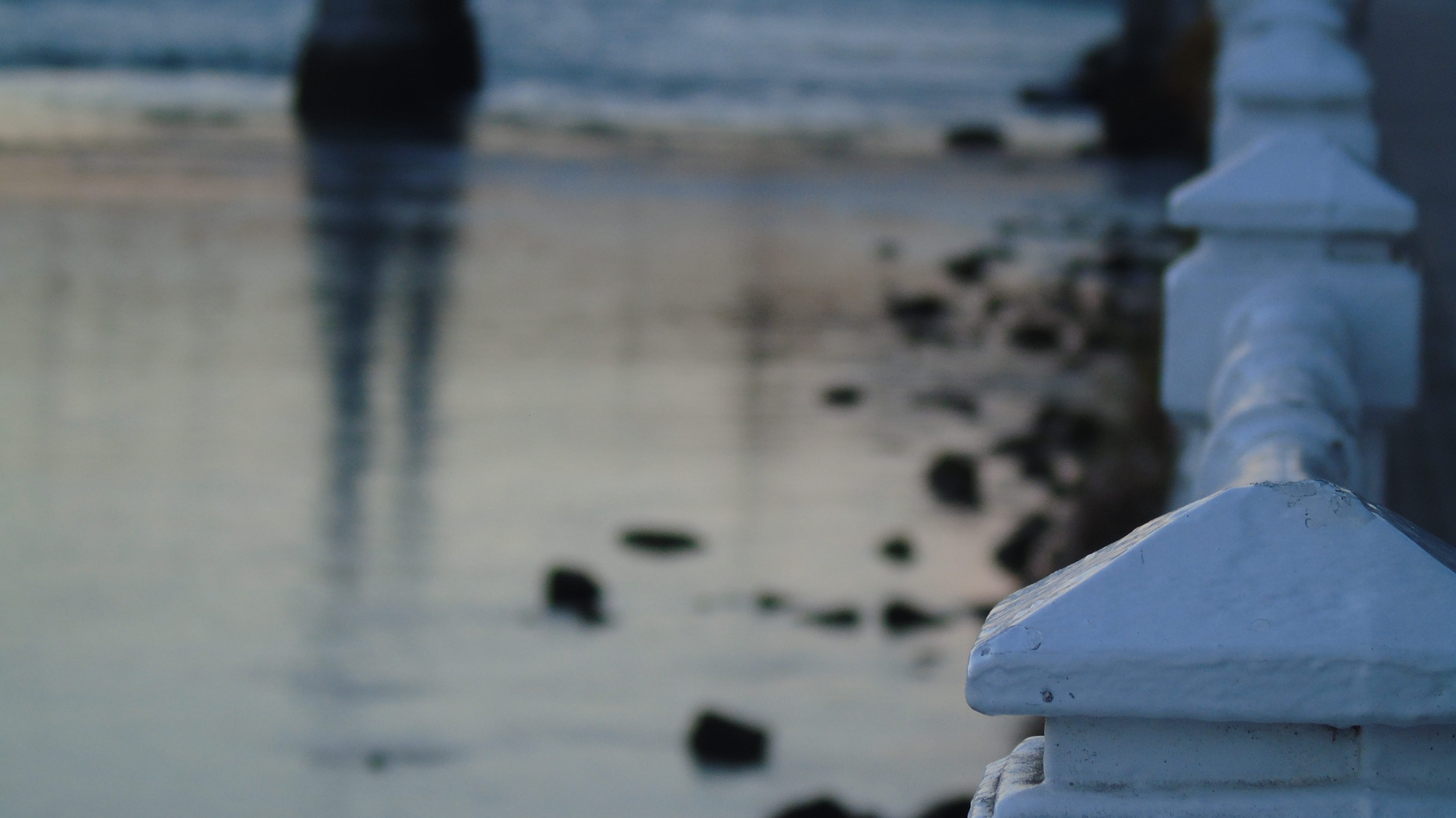outdoors, animal themes, river, rio, cold temperature, day, travel destinations, building exterior, sea, winter, water, zurriola, donostia, 5K, tranquility, HD Wallpaper