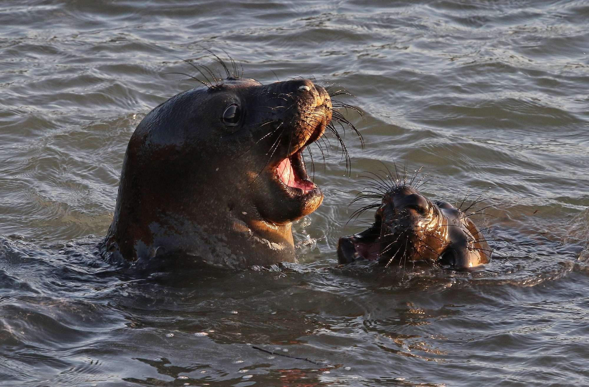 seals, day, coast, usa, piedras blancas light station, nature, mouth, animal wildlife, wildlife, swimming, california, outdoors, 1080P, animal themes, HD Wallpaper