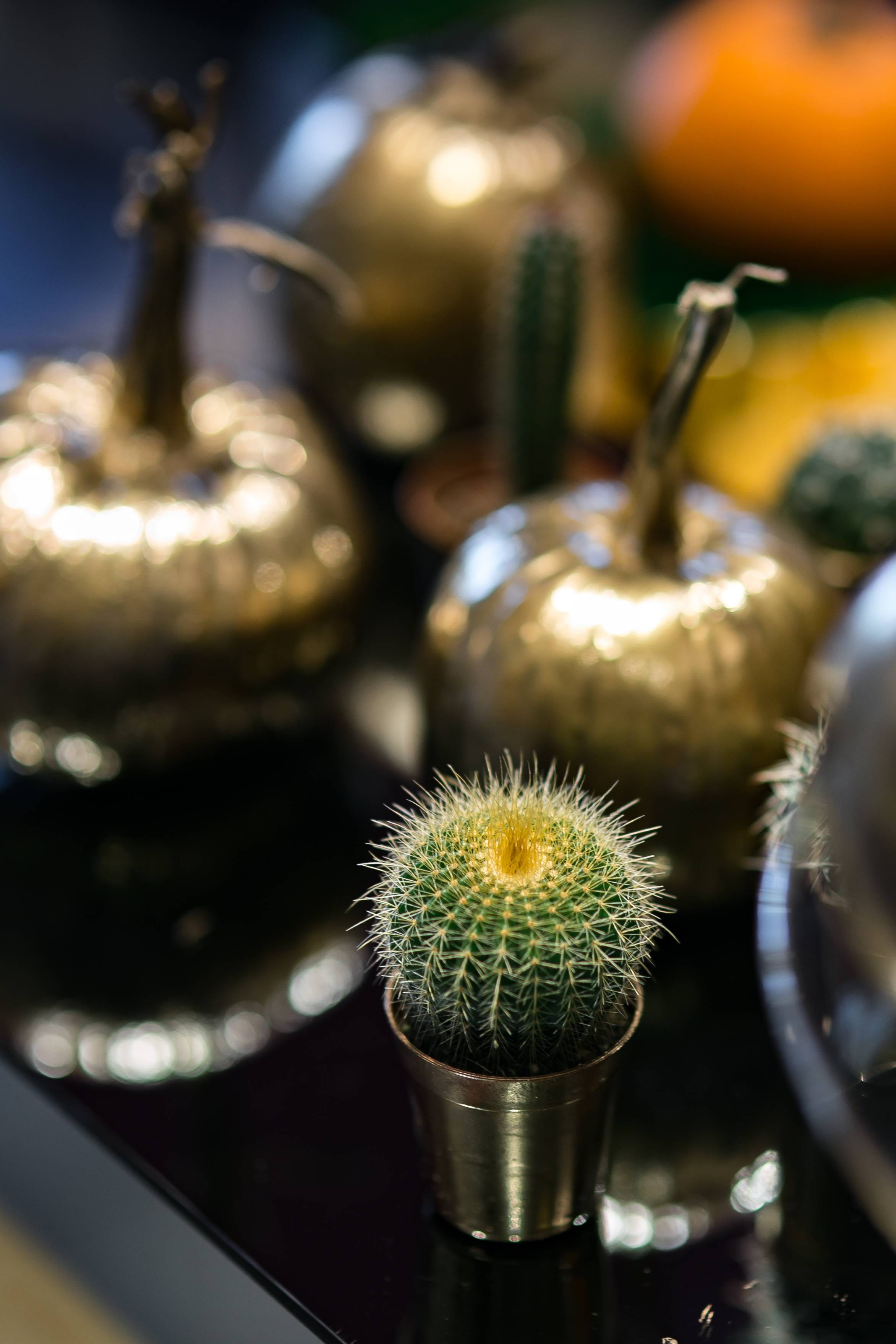 selective focus, focus on foreground, succulent plant, no people, religion, thorn, green color, growth, Golden, baubles, indoors, food, ornamental, plant, Phone HD Wallpaper