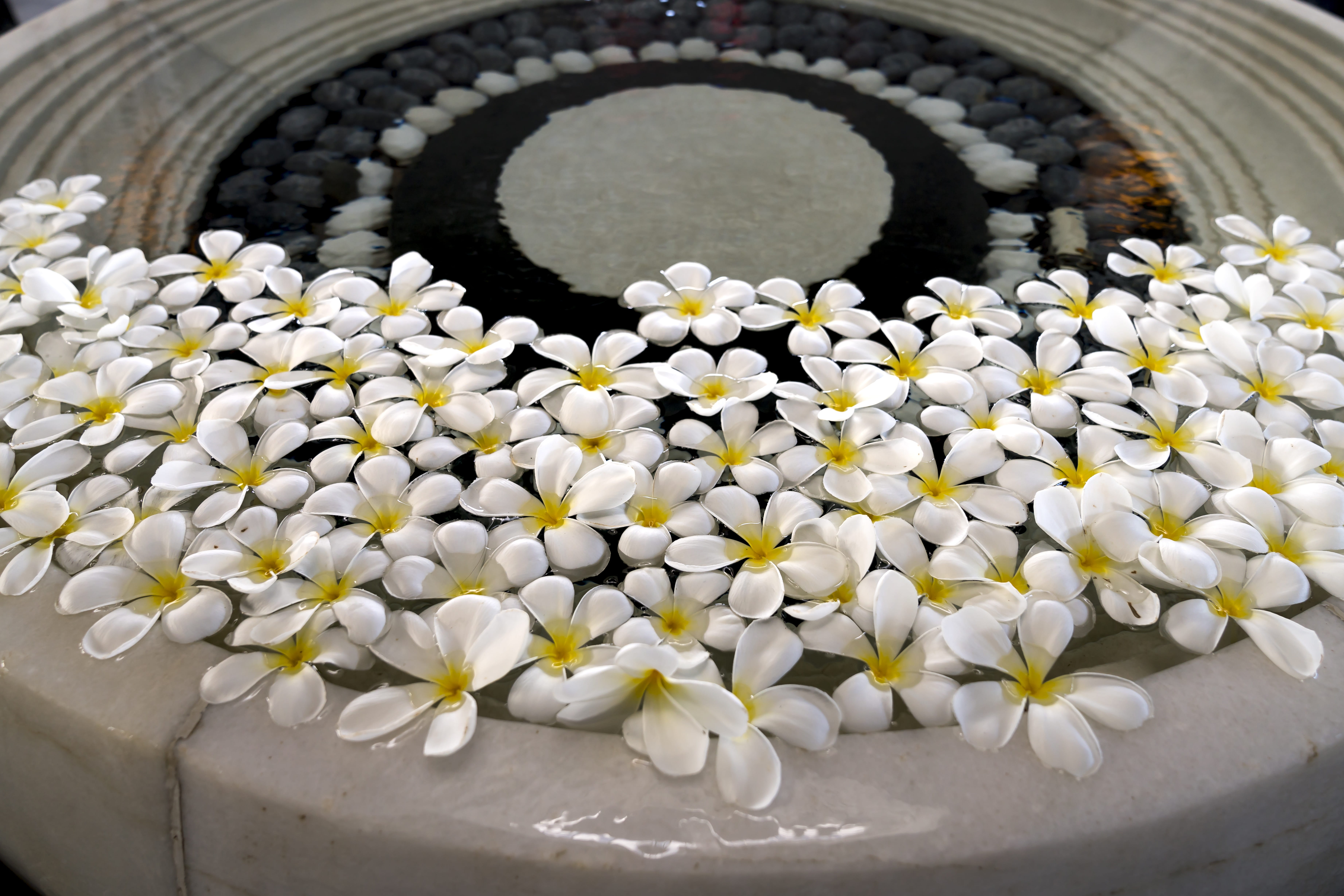 relax, pot, big, more, summer, fragility, plant, water, flowering plant, vulnerability, flower head, white color, nature, tropical, geometric shape, circle, HD Wallpaper