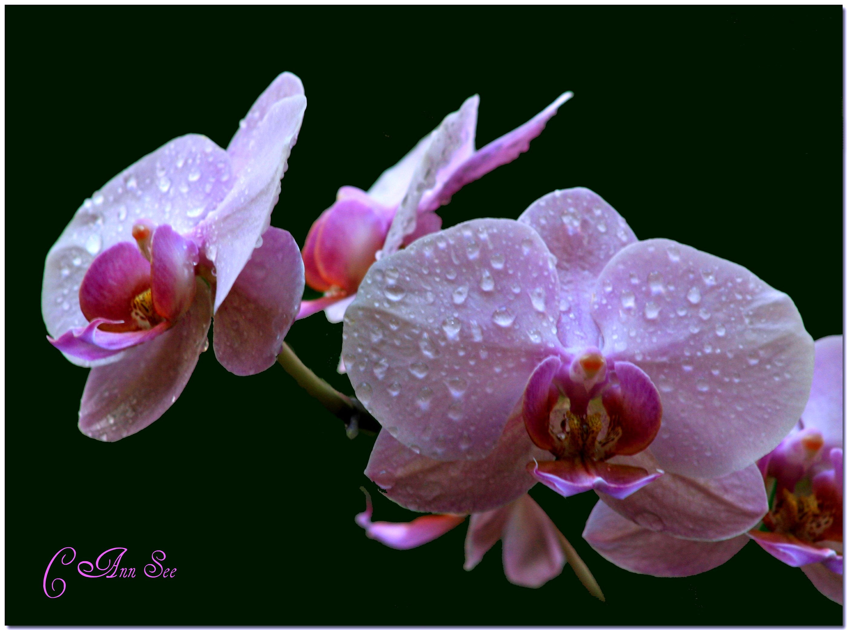 beauty In Nature, plant, photo, Pot-of-Gold, purple, moth, selective, orchid, nature, Shower, flower, 2K, pink Color, petal, moth orchid, HD Wallpaper