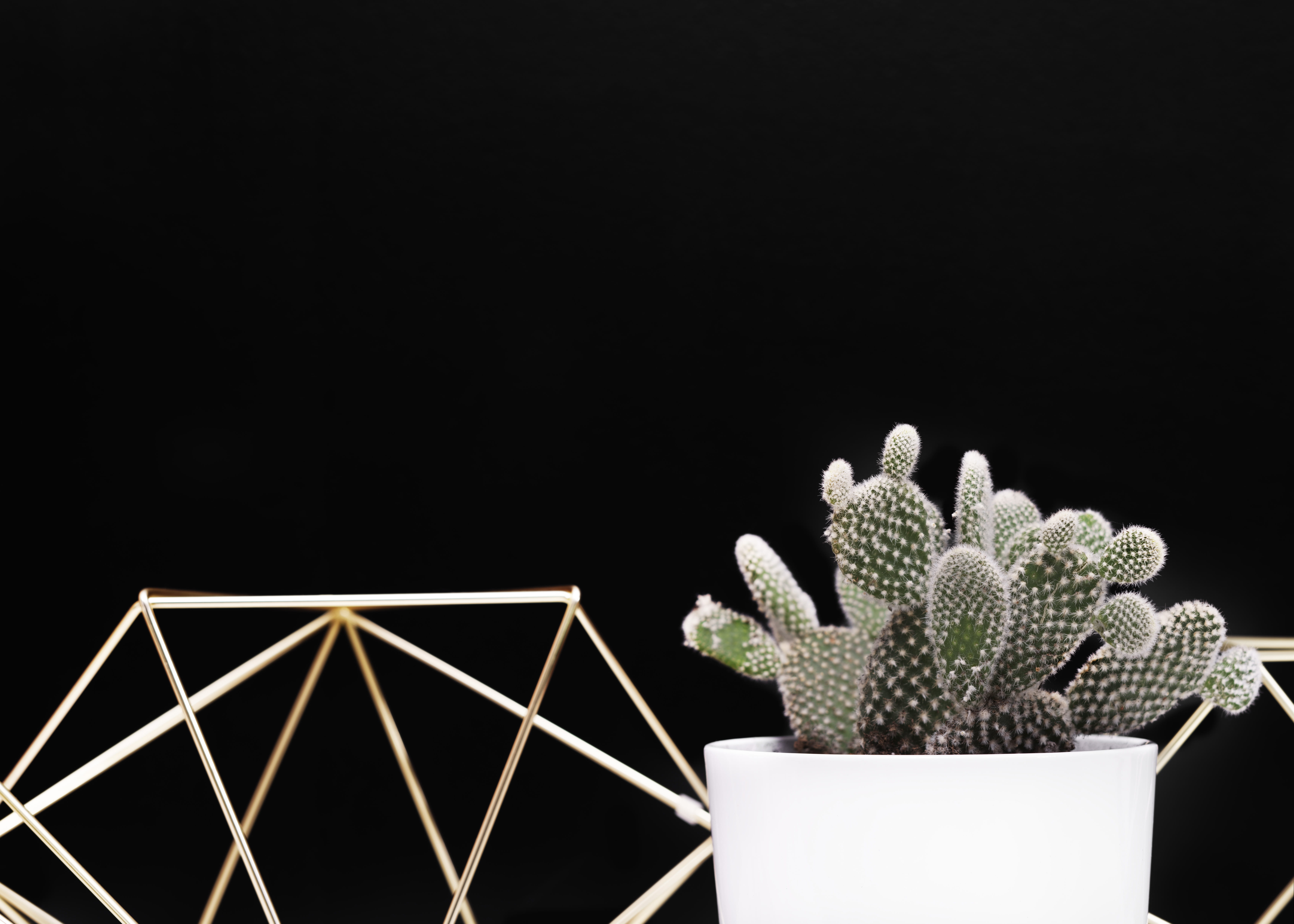 container, indoors, cactu, potted plant, flower, creativity, paper, background, cactus, cacti, studio shot, copy space, growth, 5K, pot, gold, black color, HD Wallpaper