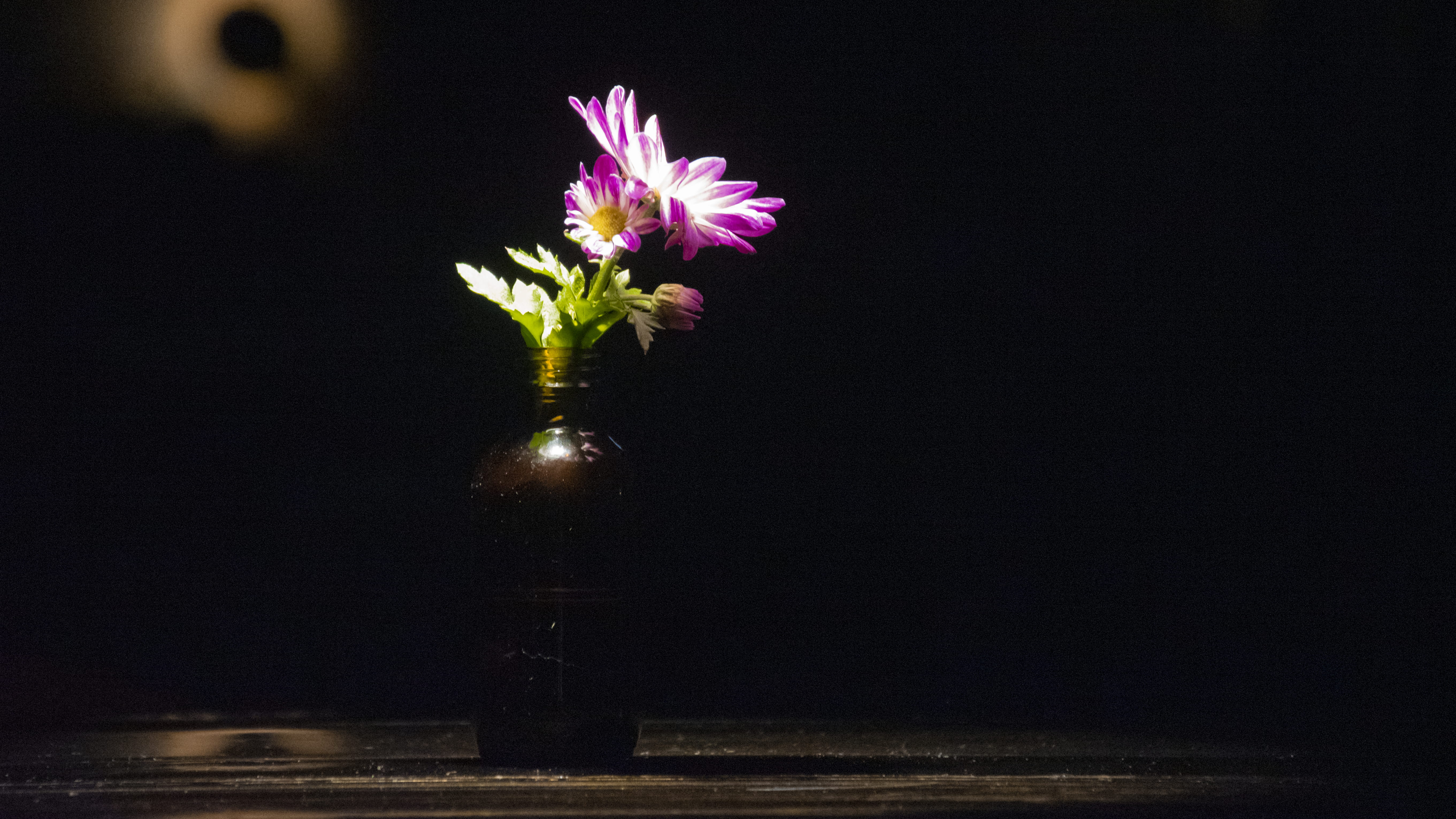auckland, night, vulnerability, low light, plant, freshness, flower arrangement, fragility, no people, flower, flowering plant, beauty in nature, table setting, HD Wallpaper