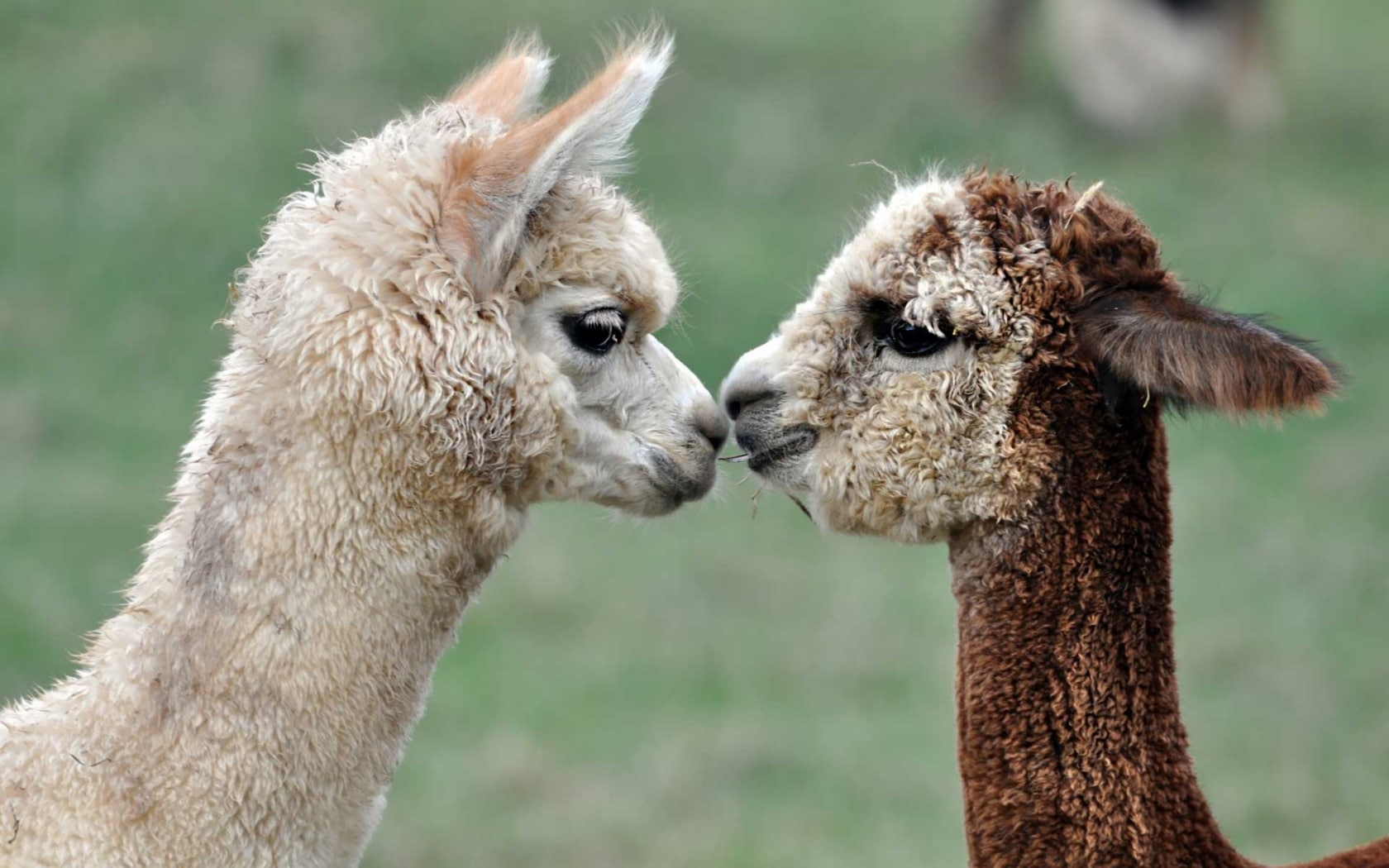 alpacas, 720P, HD Wallpaper