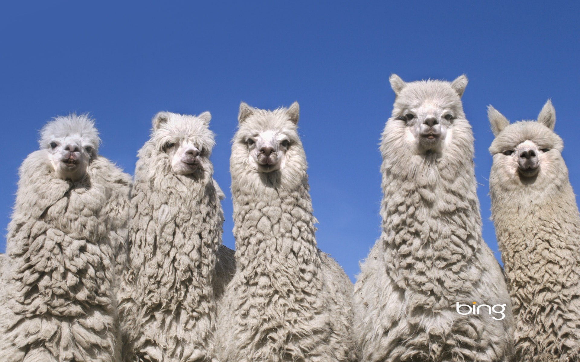 1080P, alpaca, HD Wallpaper