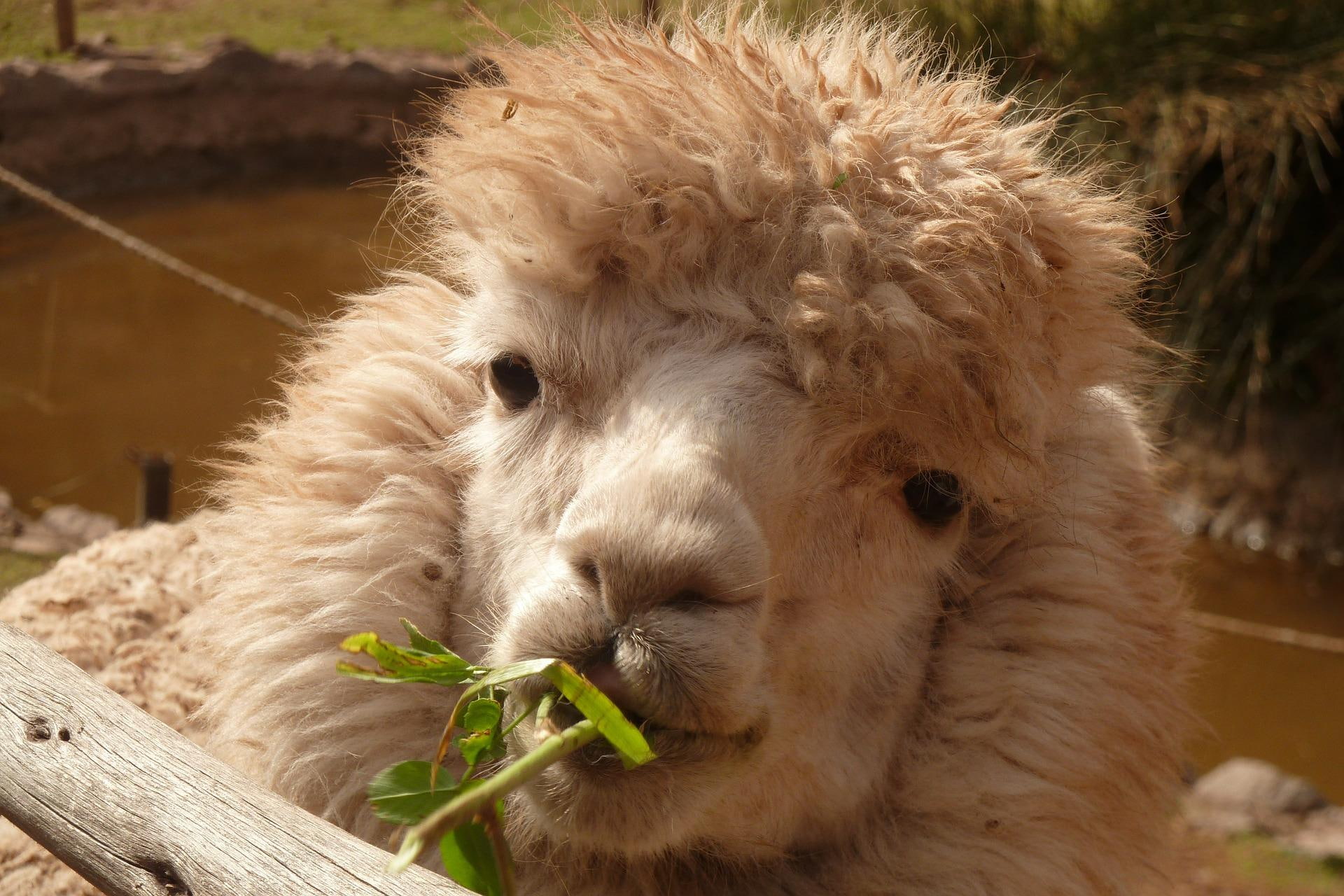 color, 1080P, animals, alpaca, green, animal, HD Wallpaper