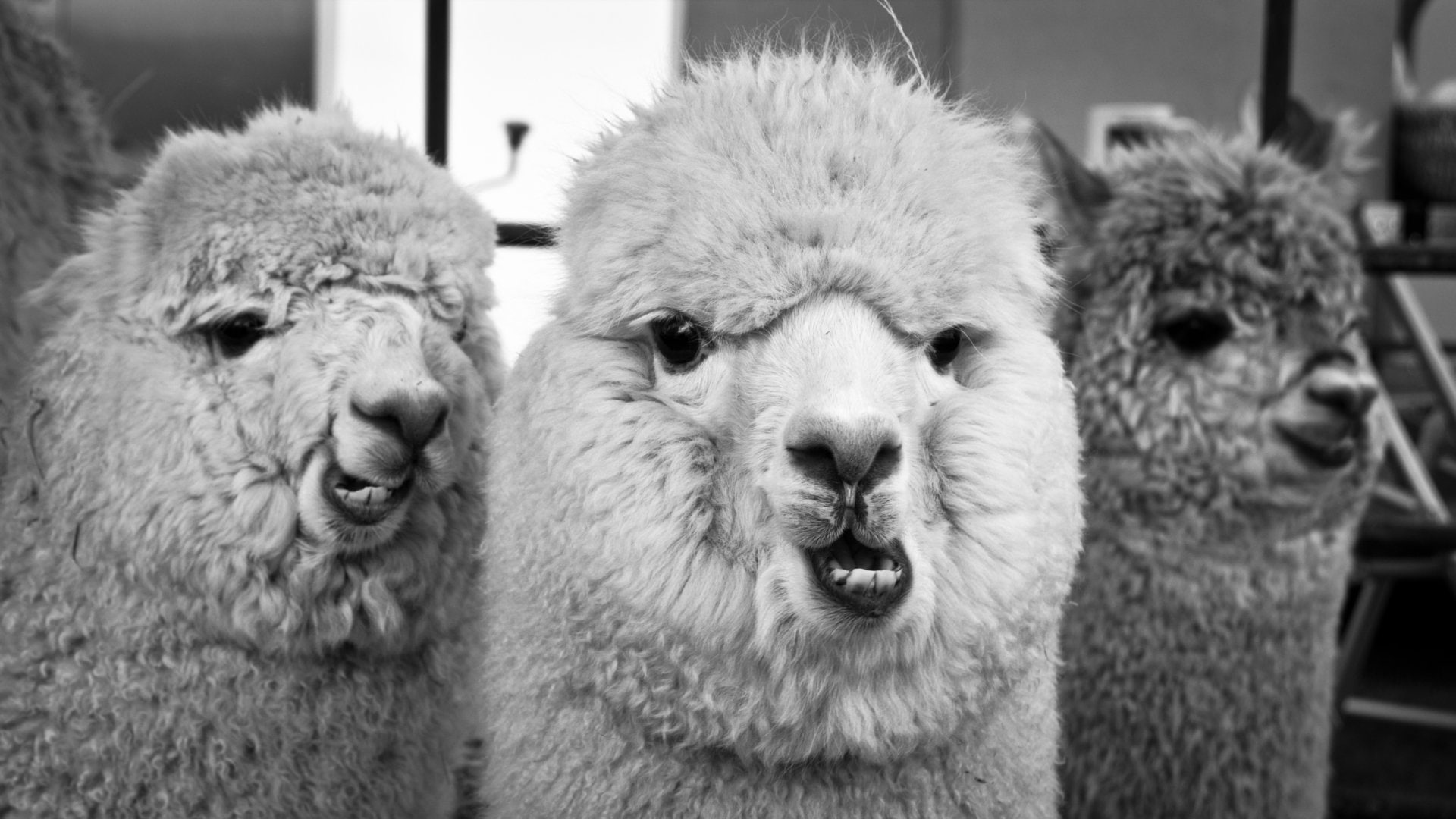 Animal, Alpaca, 1080P, HD Wallpaper