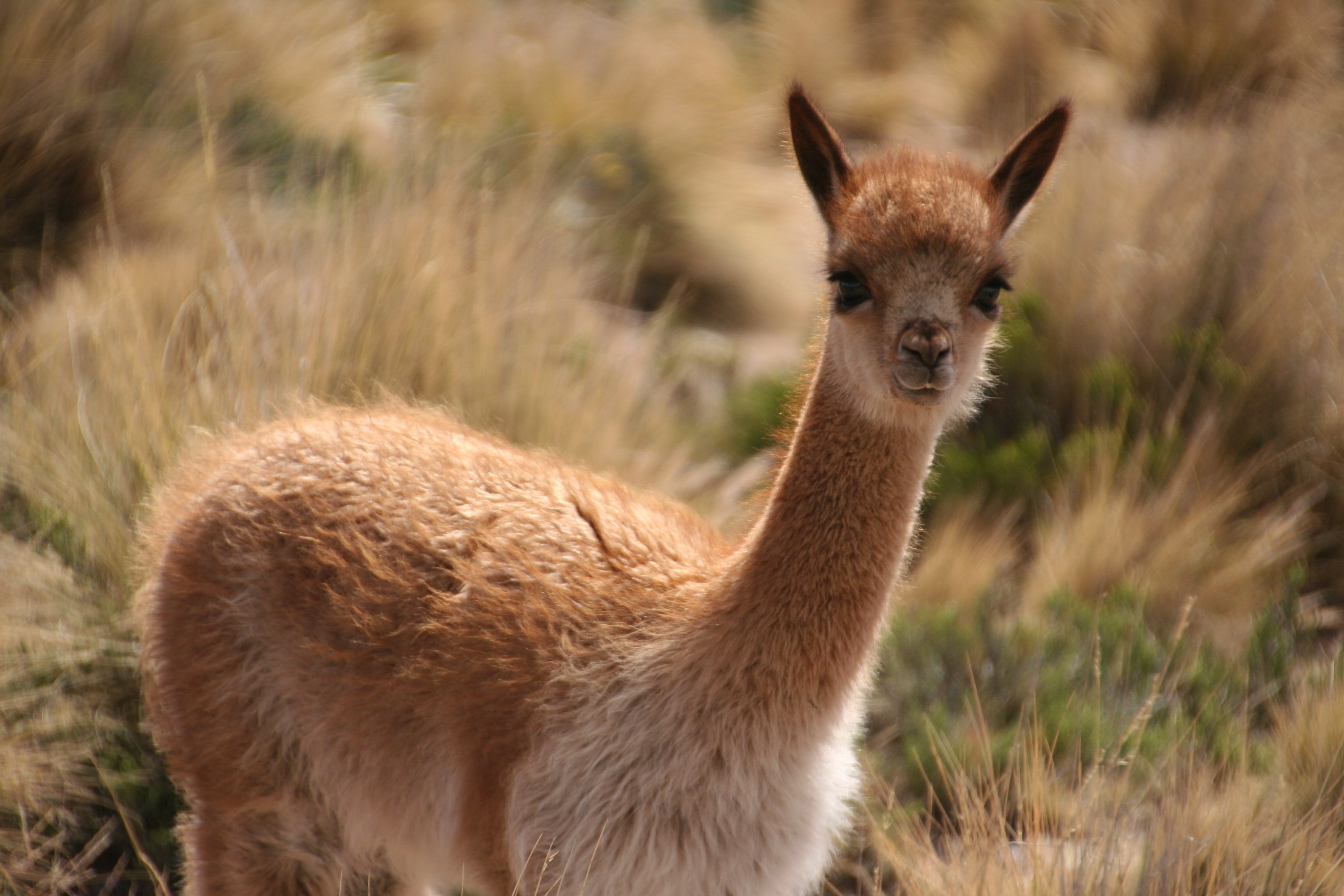plant, kangaroo, one animal, domestic animals, animals in the wild, animal themes, grass, 2K, close-up, focus on foreground, herbivorous, vertebrate, animal wildlife, HD Wallpaper