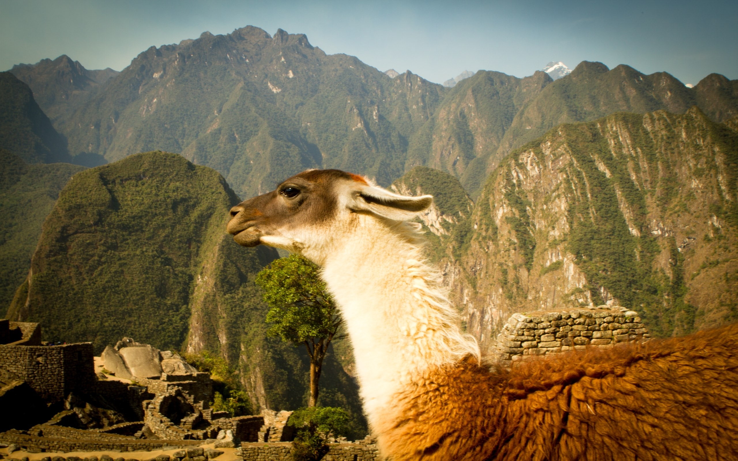 2K, alpaca, HD Wallpaper