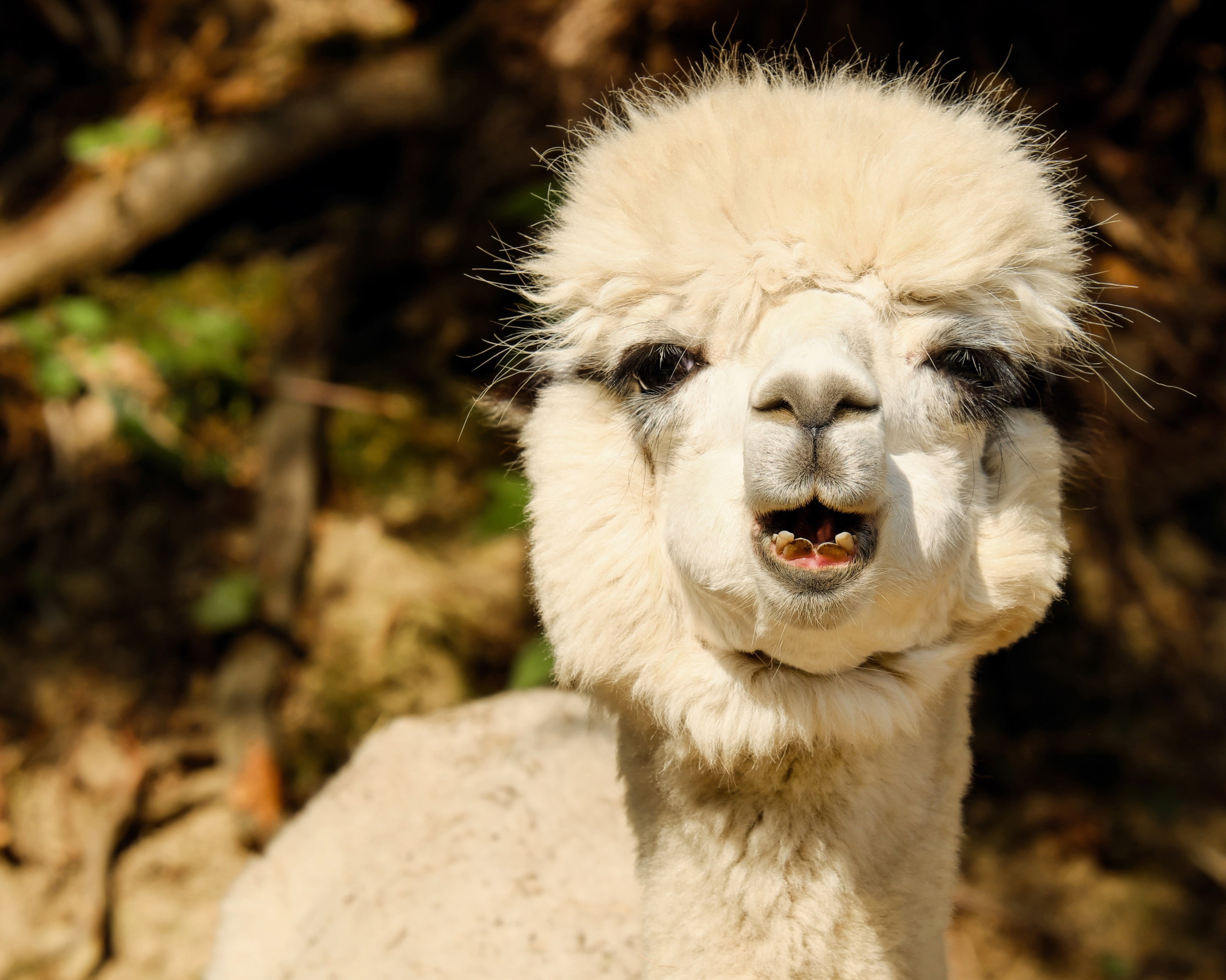 animal body part, animal themes, animal nose, animal mouth, herbivorous, domestic animals, 4K, alpaca 4k windows hd free download, no people, HD Wallpaper