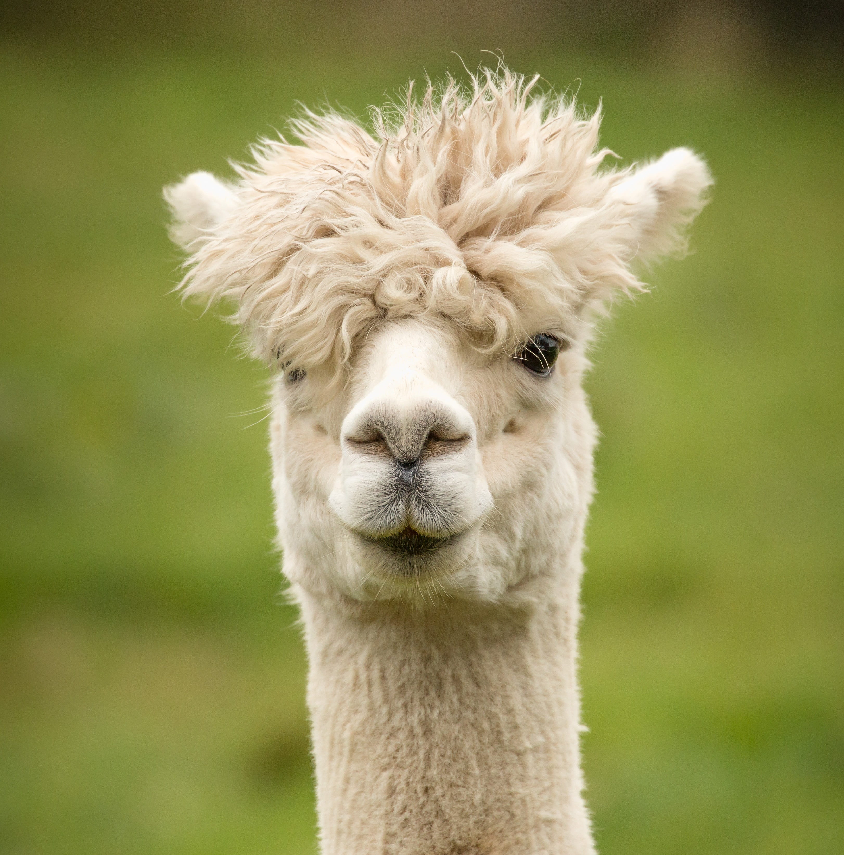 llama, white, looking at camera, sweet, adorable, alpaca, focus on foreground, livestock, domestic, face, animal wildlife, one animal, head, vertebrate, Phone HD Wallpaper