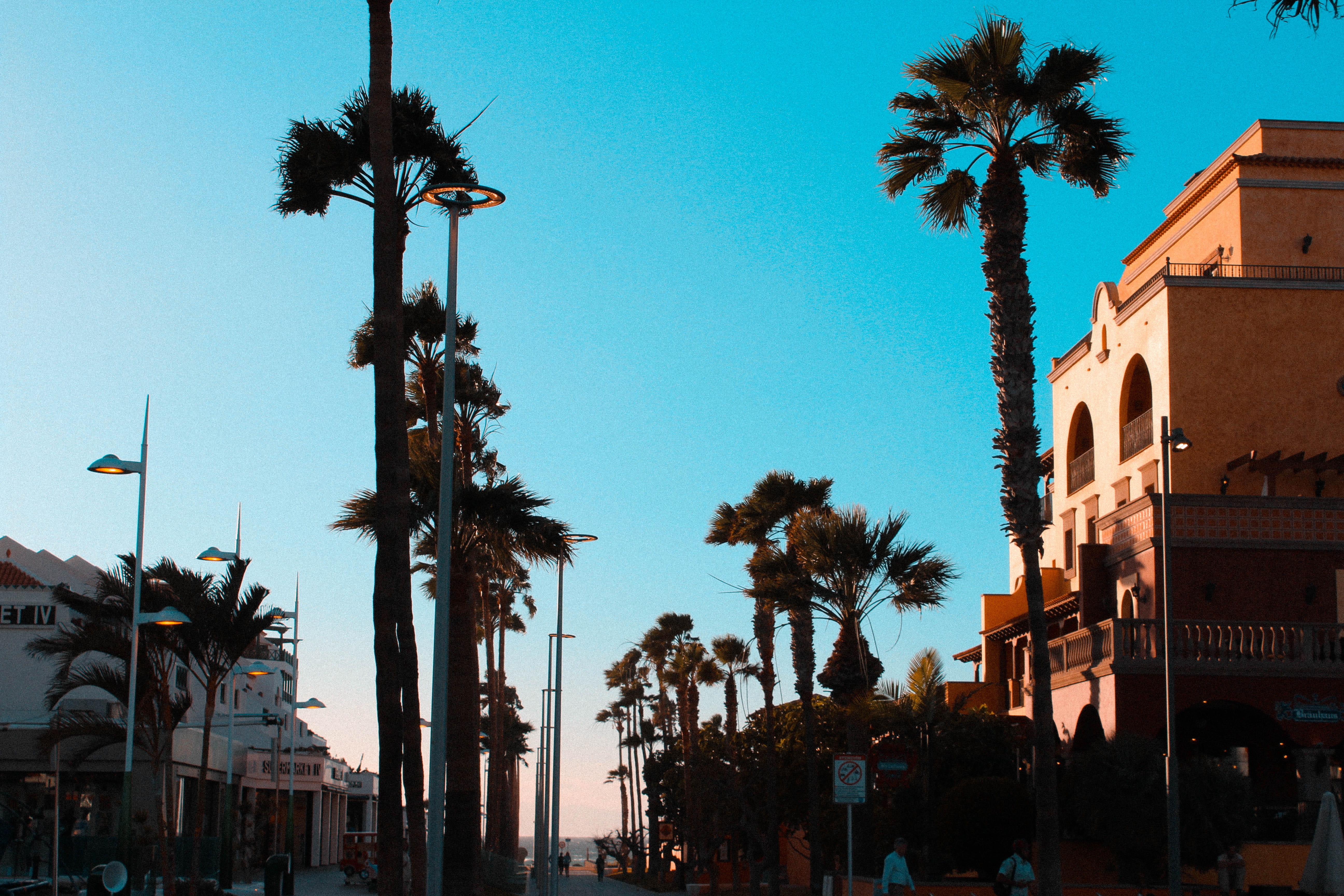 outdoors, sky, tropical climate, teel and orange, tree, coconut palm tree, palm tree, 5K, beach, palmtree, street, casa, residential district, building, HD Wallpaper