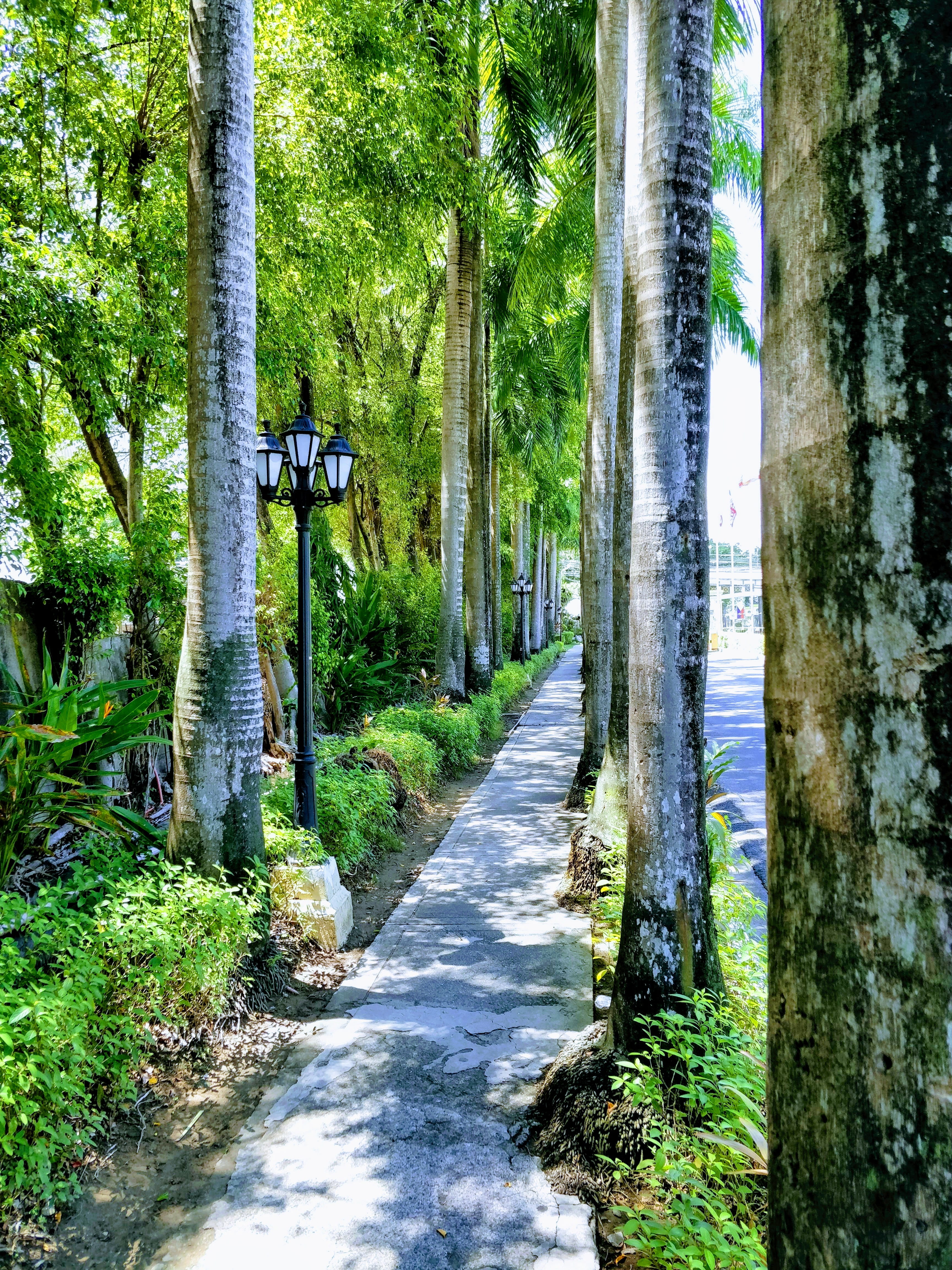 footpath, land, the way forward, tree trunk, direction, lahug, trunk, green color, waterfront, diminishing perspective, forest, cebu city, treelined, philippines, Phone HD Wallpaper